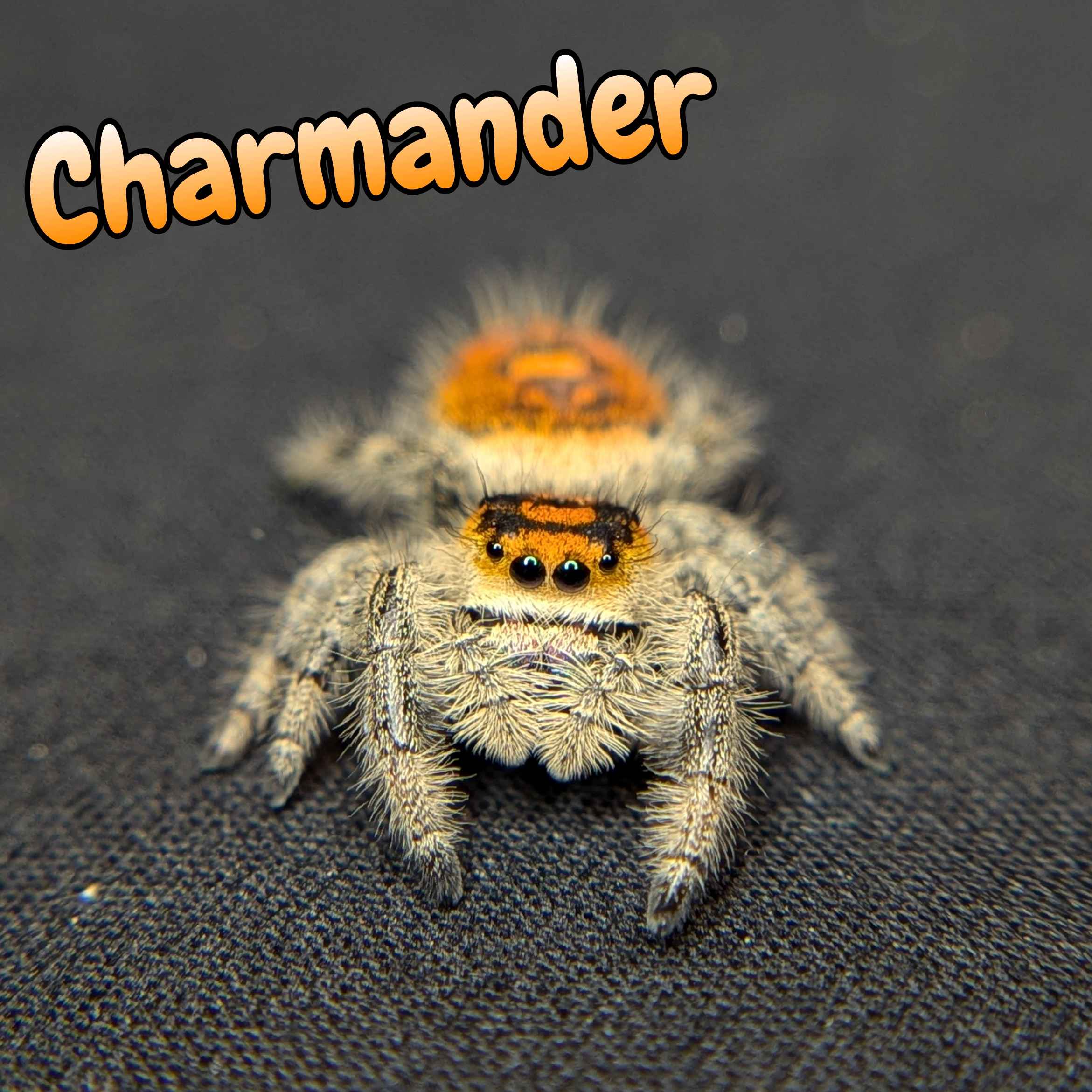 Regal Jumping Spider "Charmander"