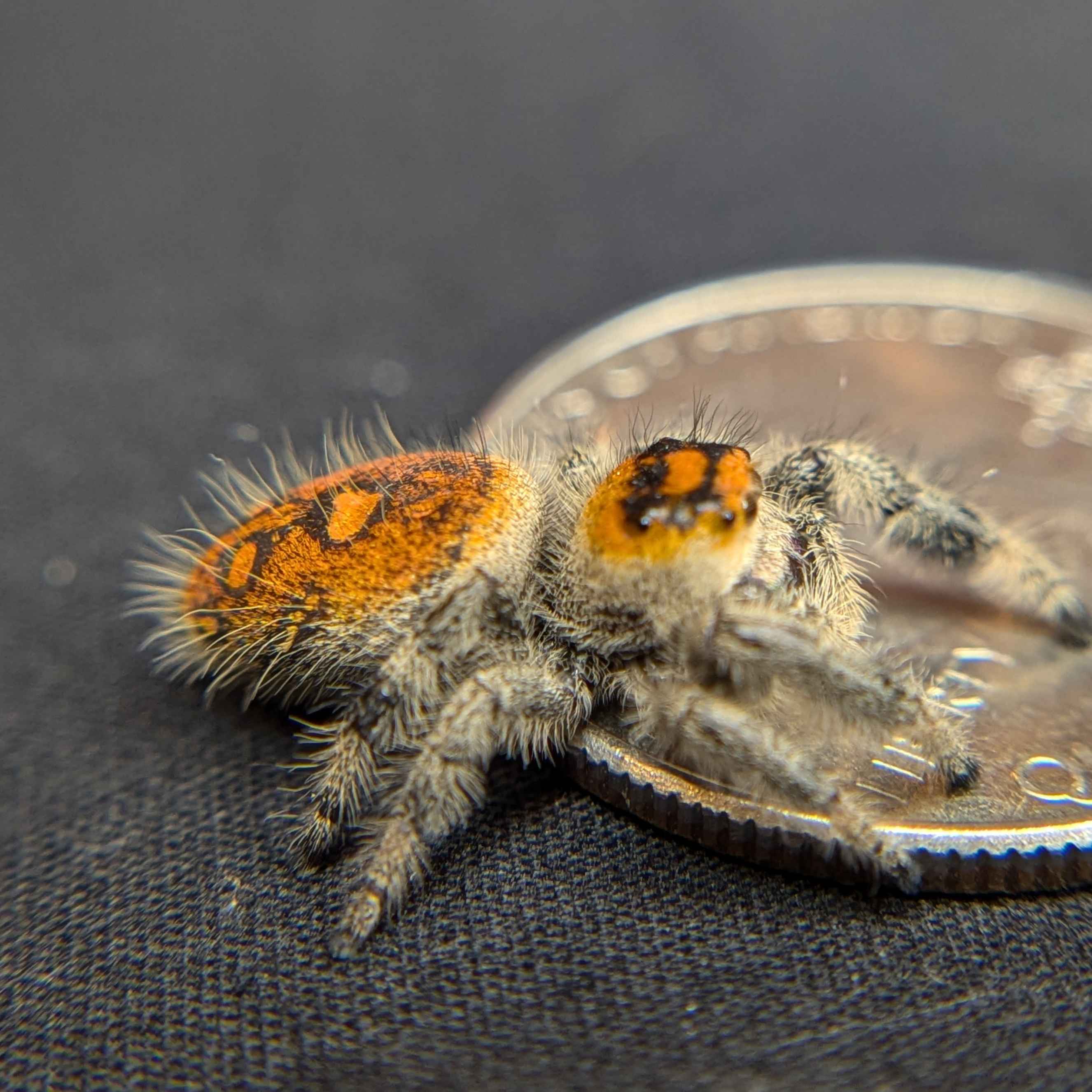 Regal Jumping Spider "Charmander"