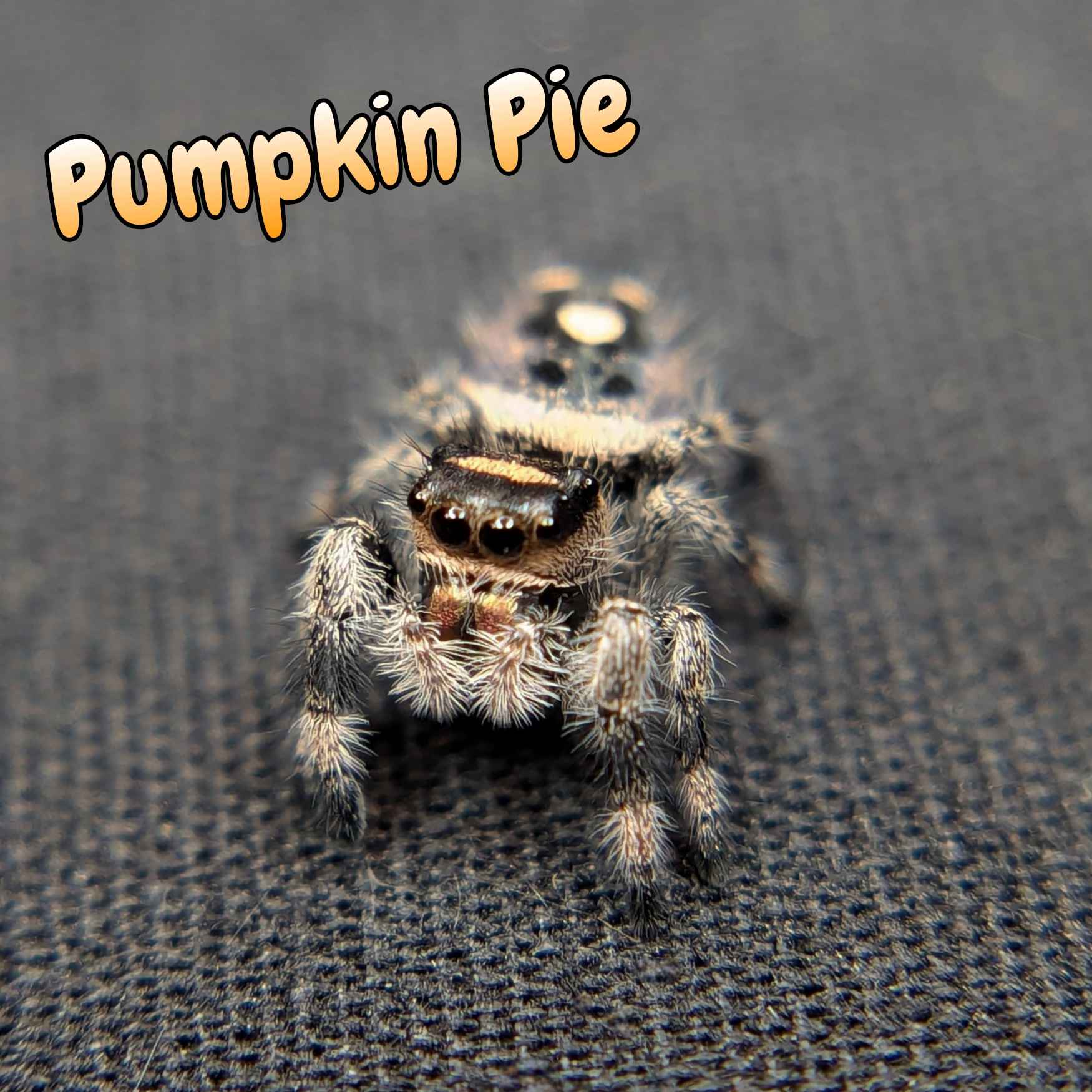 jumping spider for sale, pumpkin pie, front view