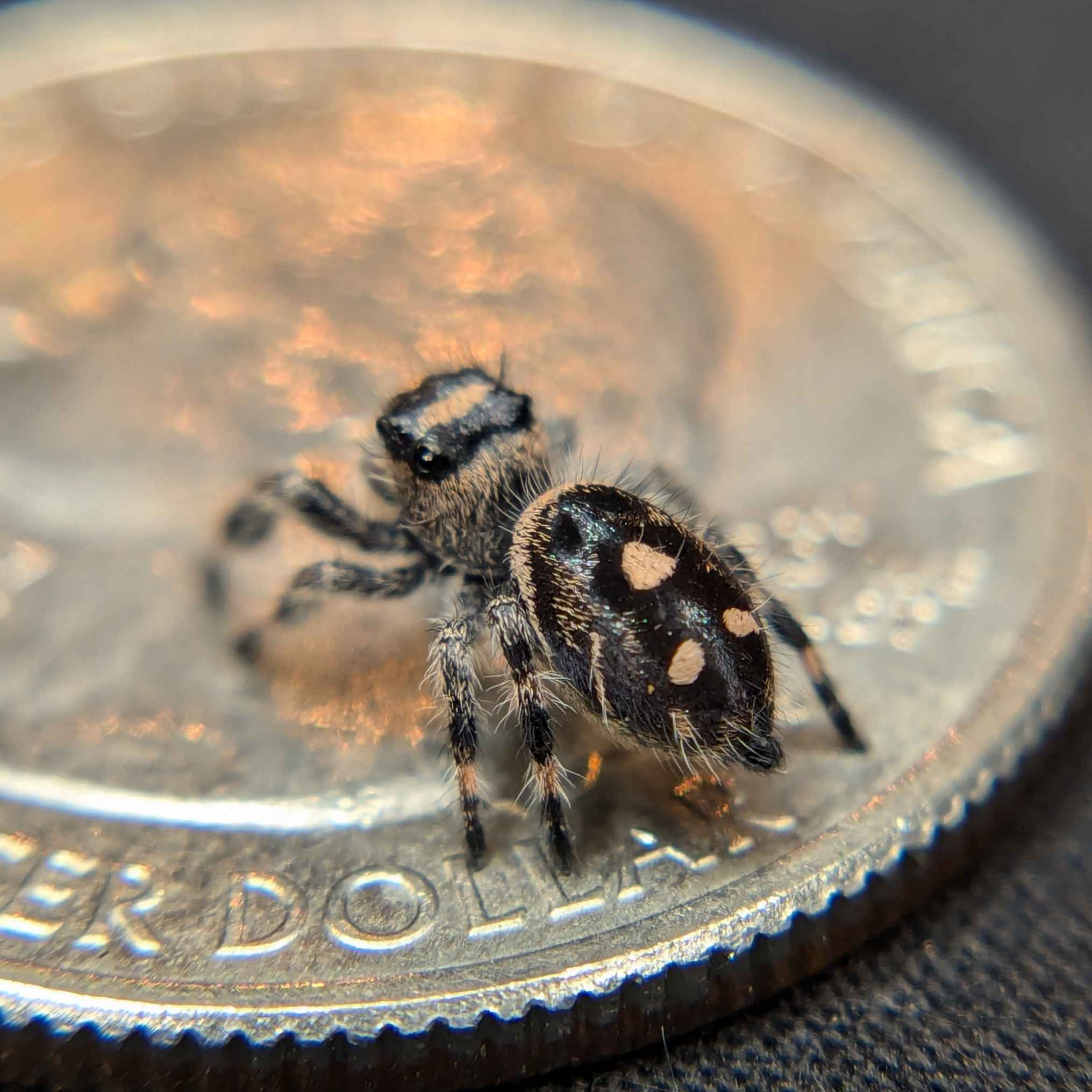 jumping spider for sale, pumpkin pie, back view