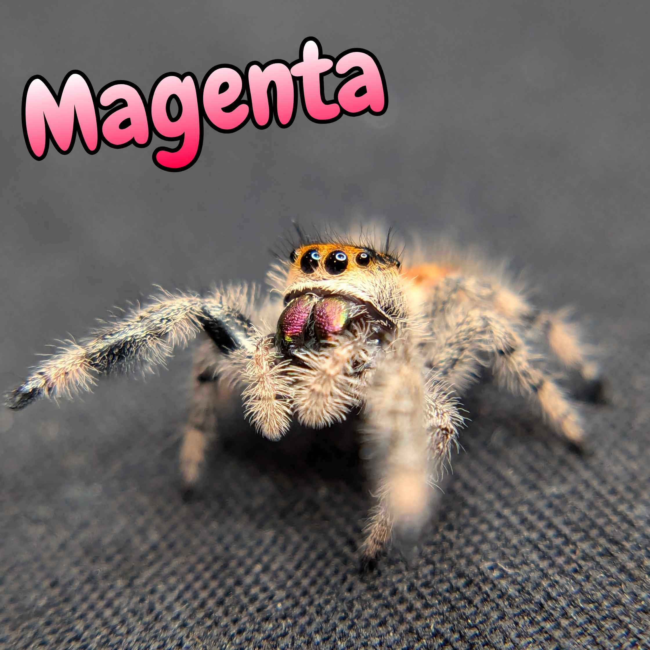 jumping spider for sale named magenta, front view