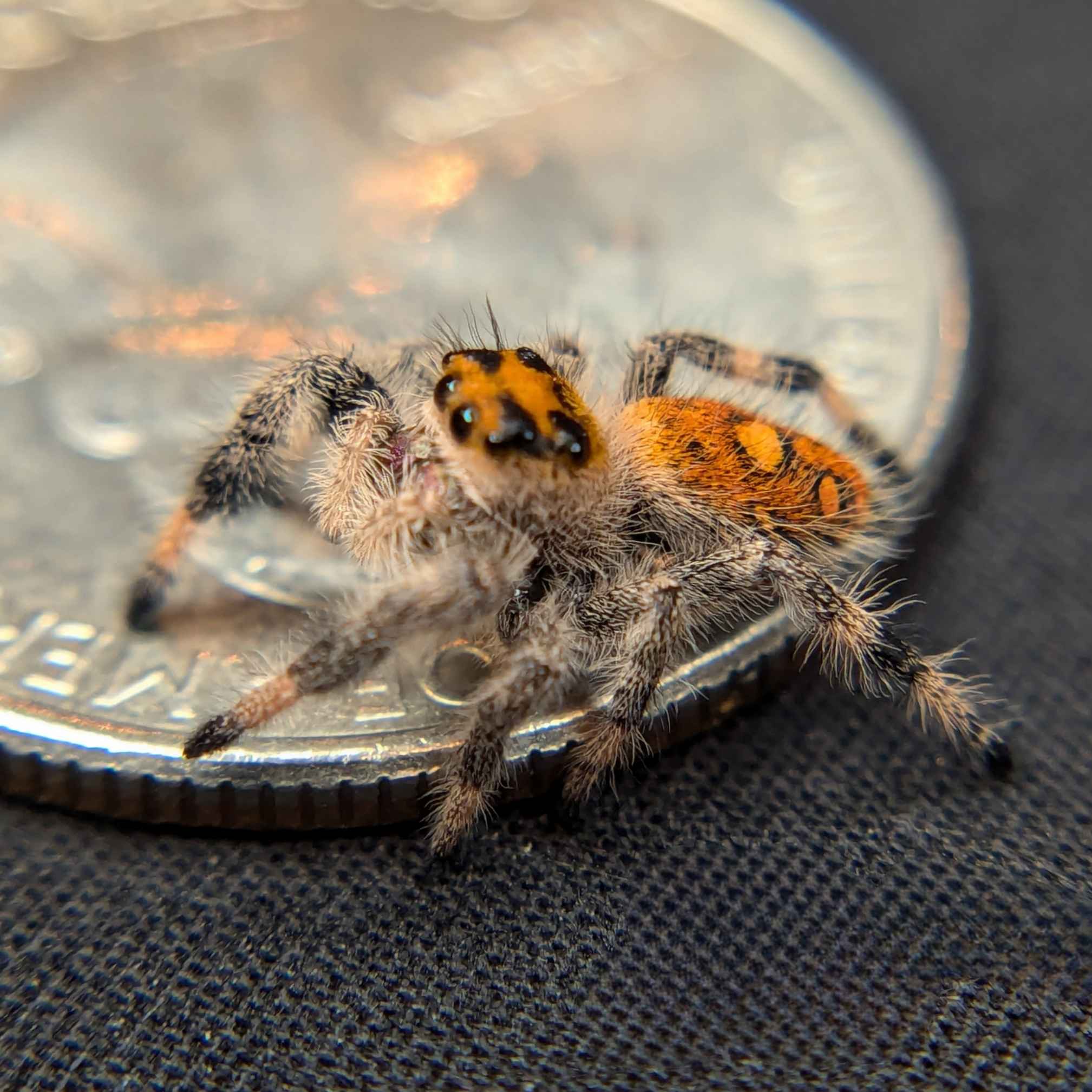 jumping spider for sale, magenta, back view