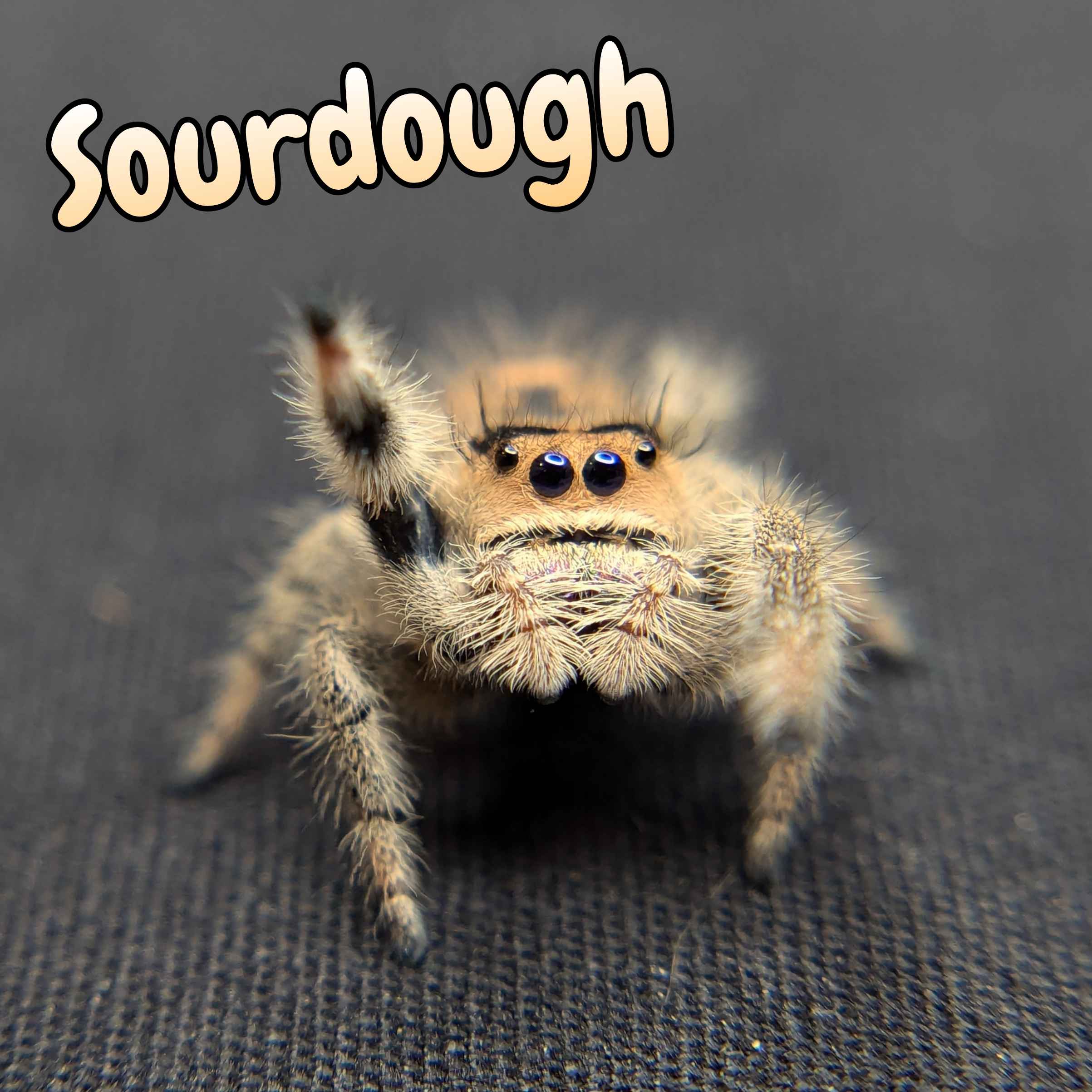 jumping spider for sale named sourdough, front view