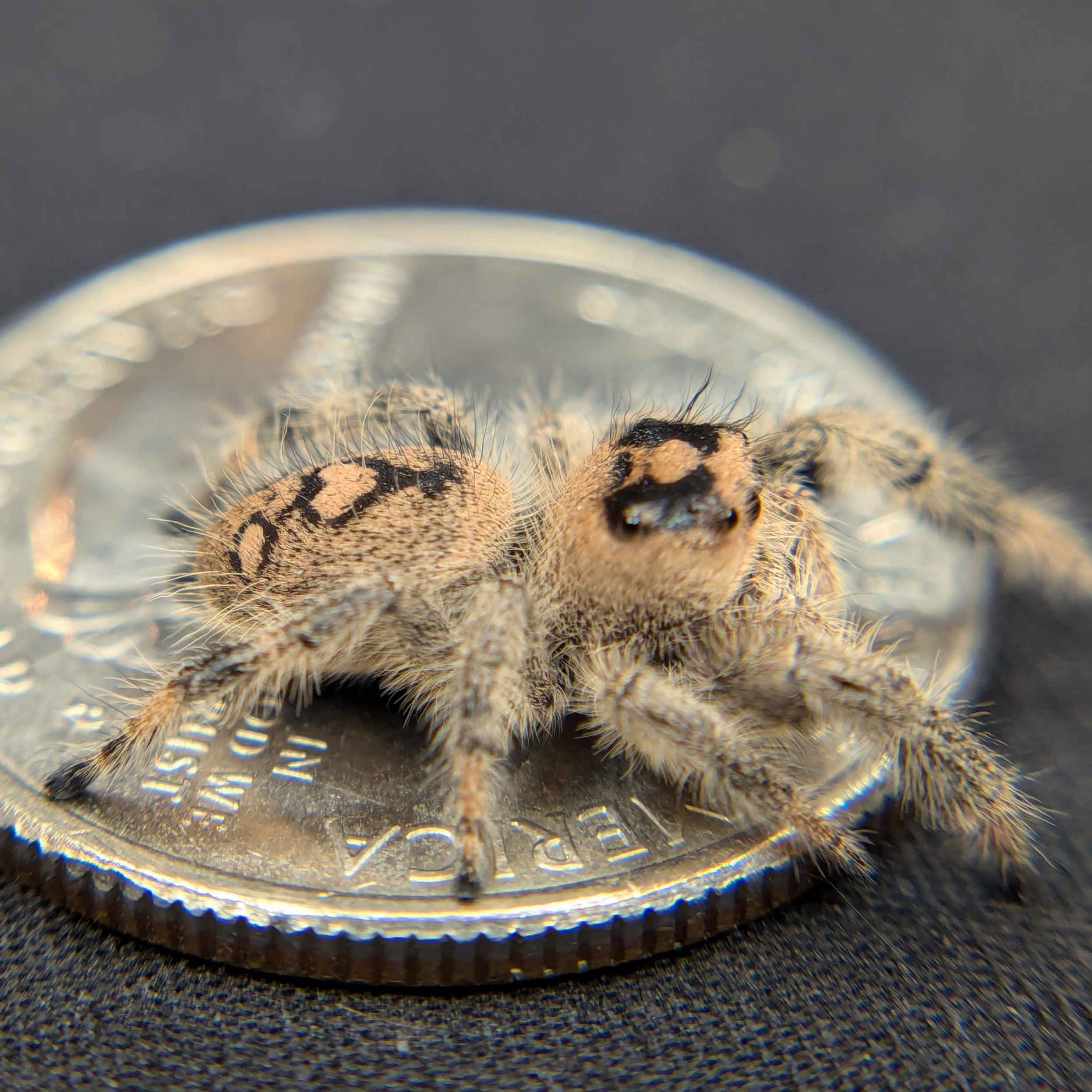 Regal Jumping Spider "Sourdough"