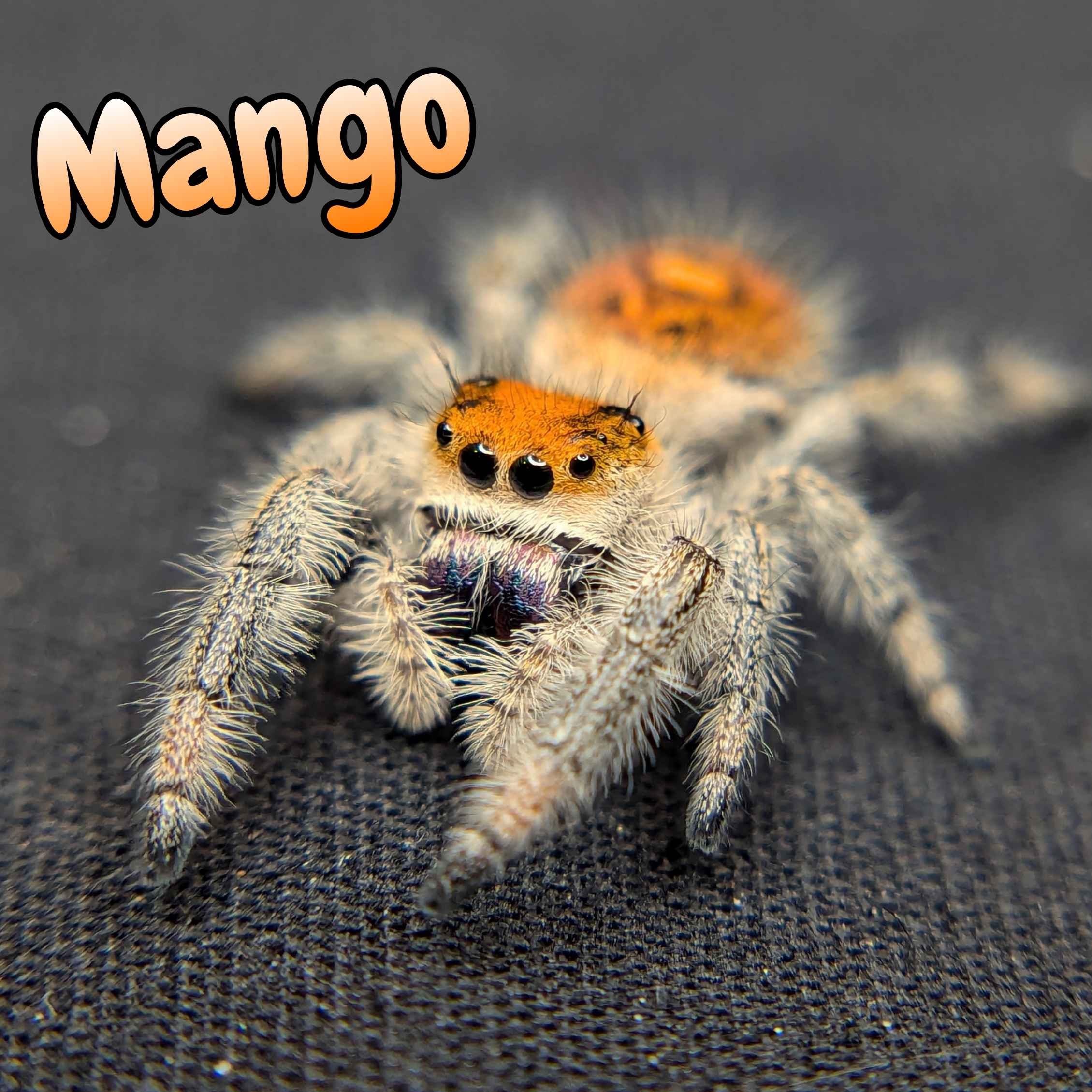 jumping spiders for sale named mango, front view