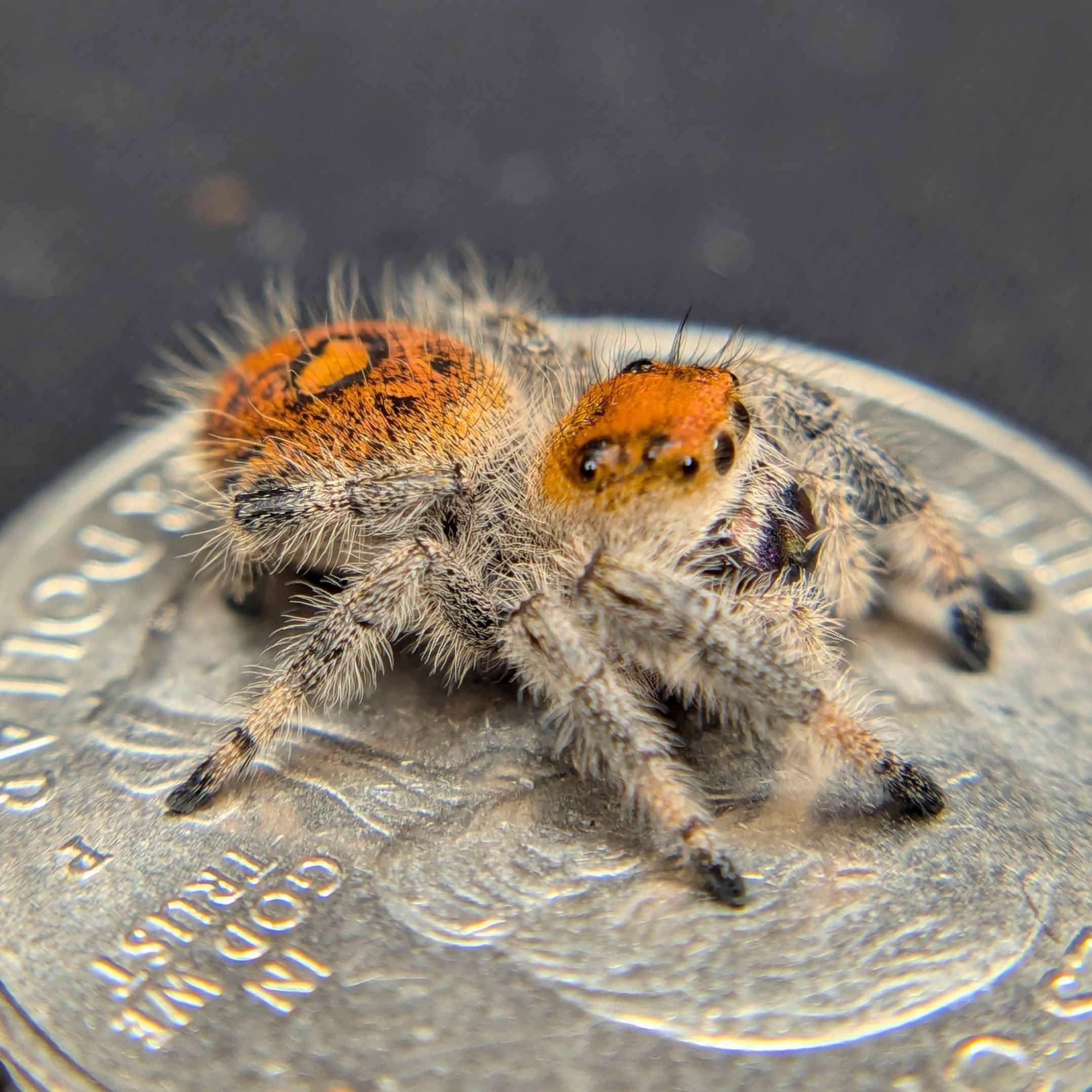 jumping spider for sale named mango, back view