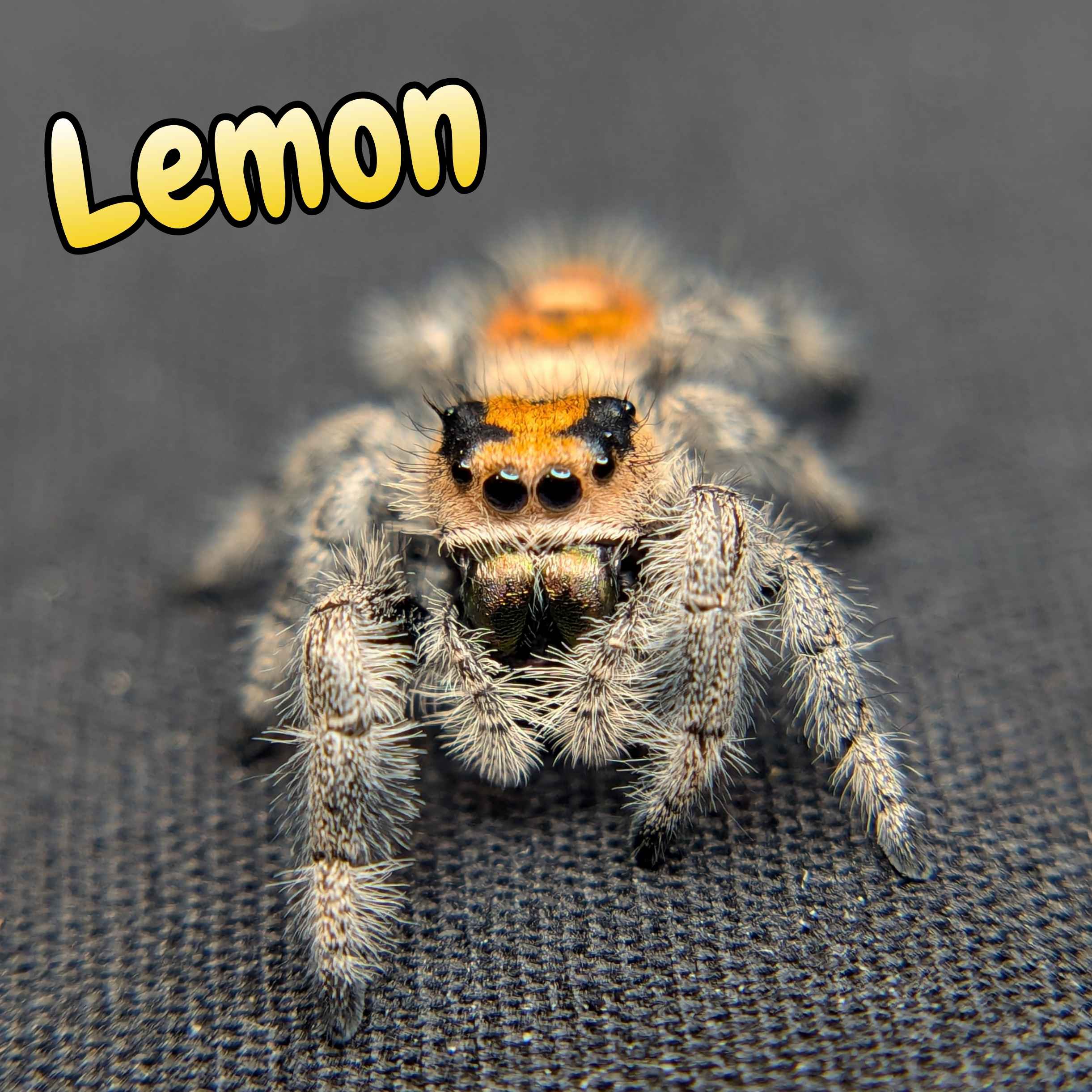 Regal Jumping Spider "Lemon"