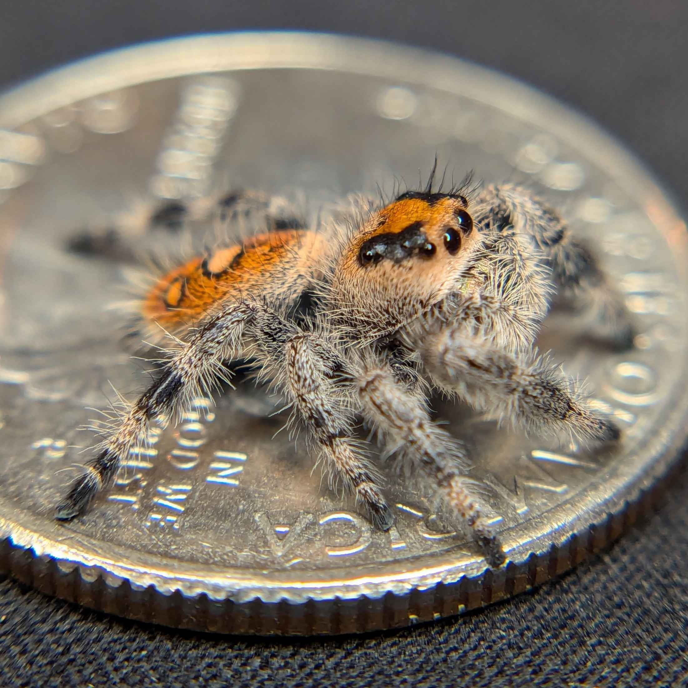 Regal Jumping Spider "Lemon"