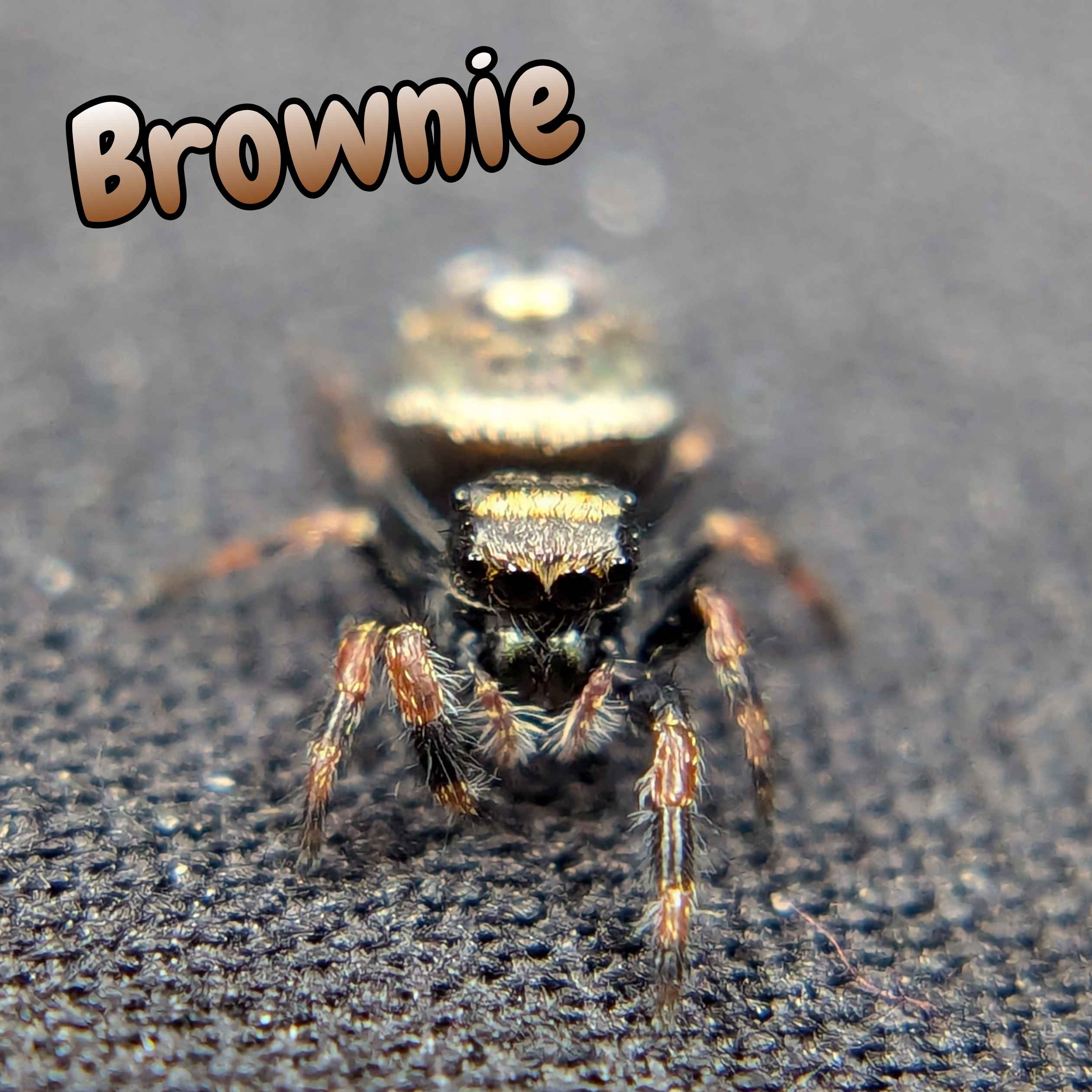 jumping spider for sale named brownie, front view