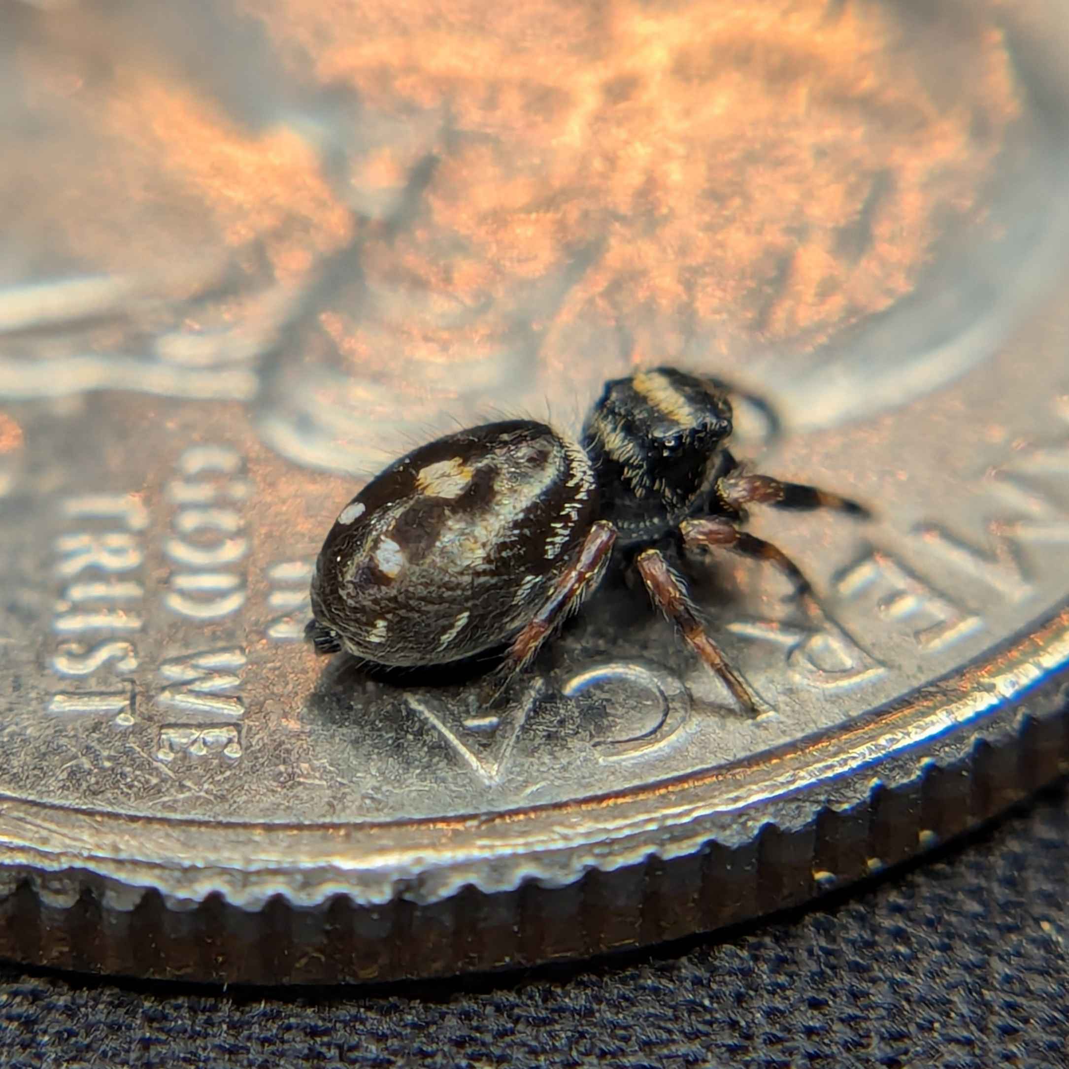 jumping spider for sale brownie, back view