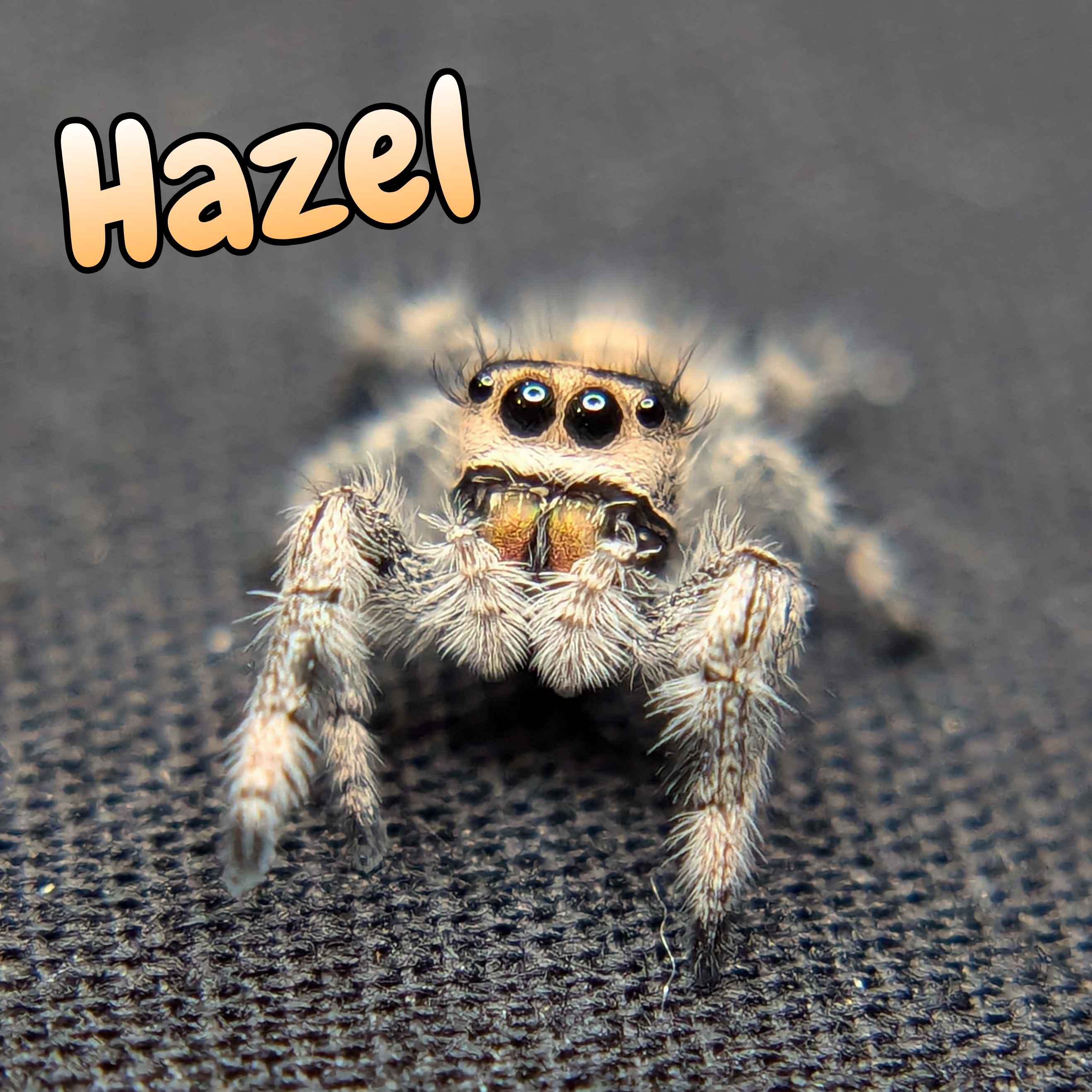 Regal Jumping Spider "Hazel"