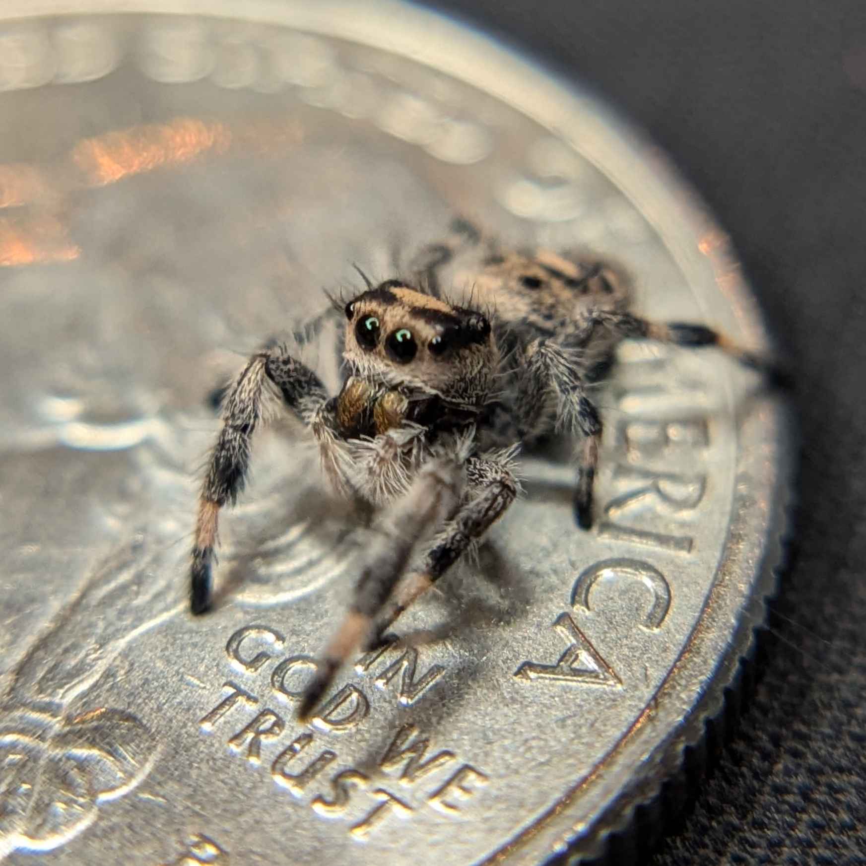 Regal Jumping Spider "Hazel"