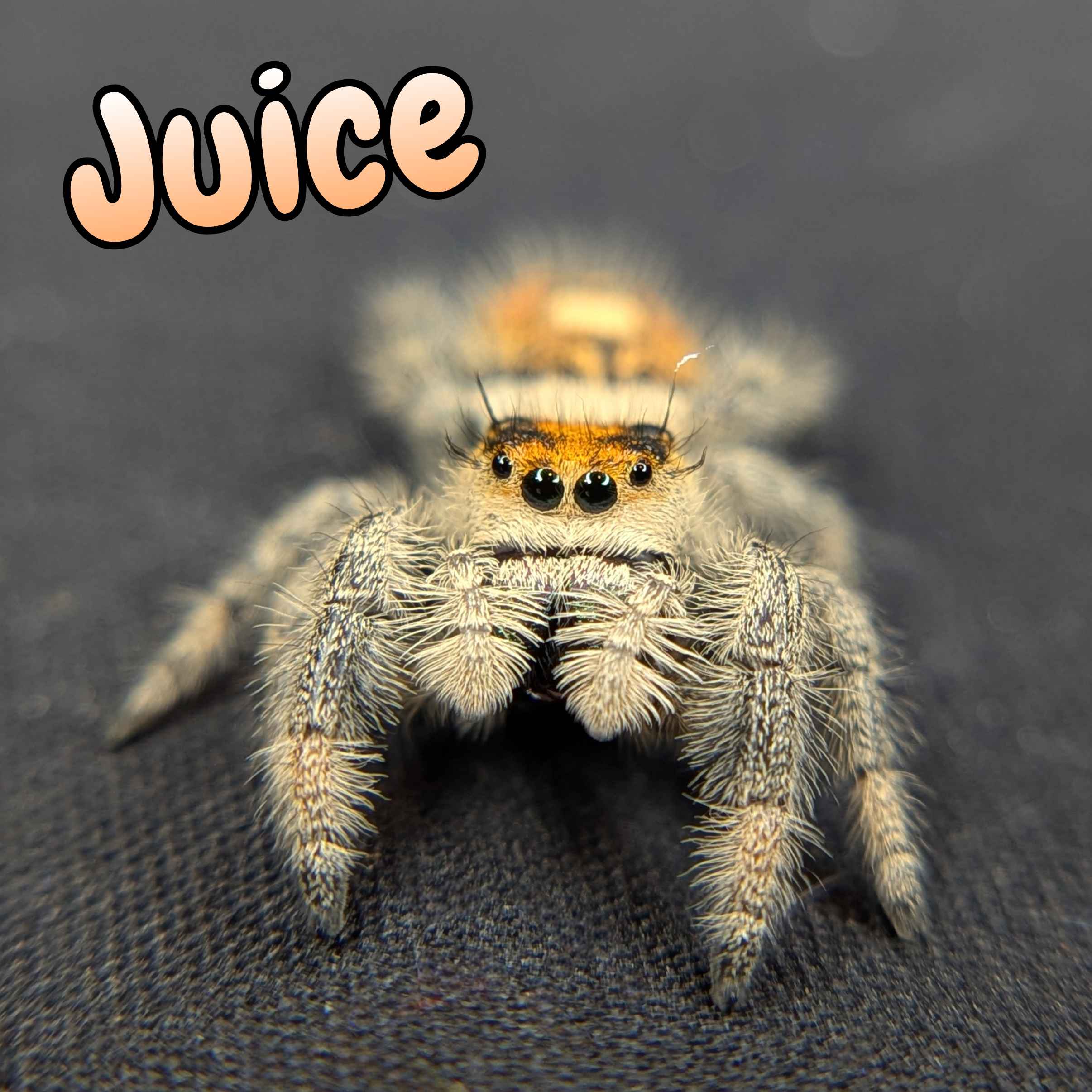 jumping spider for sale juice, front view