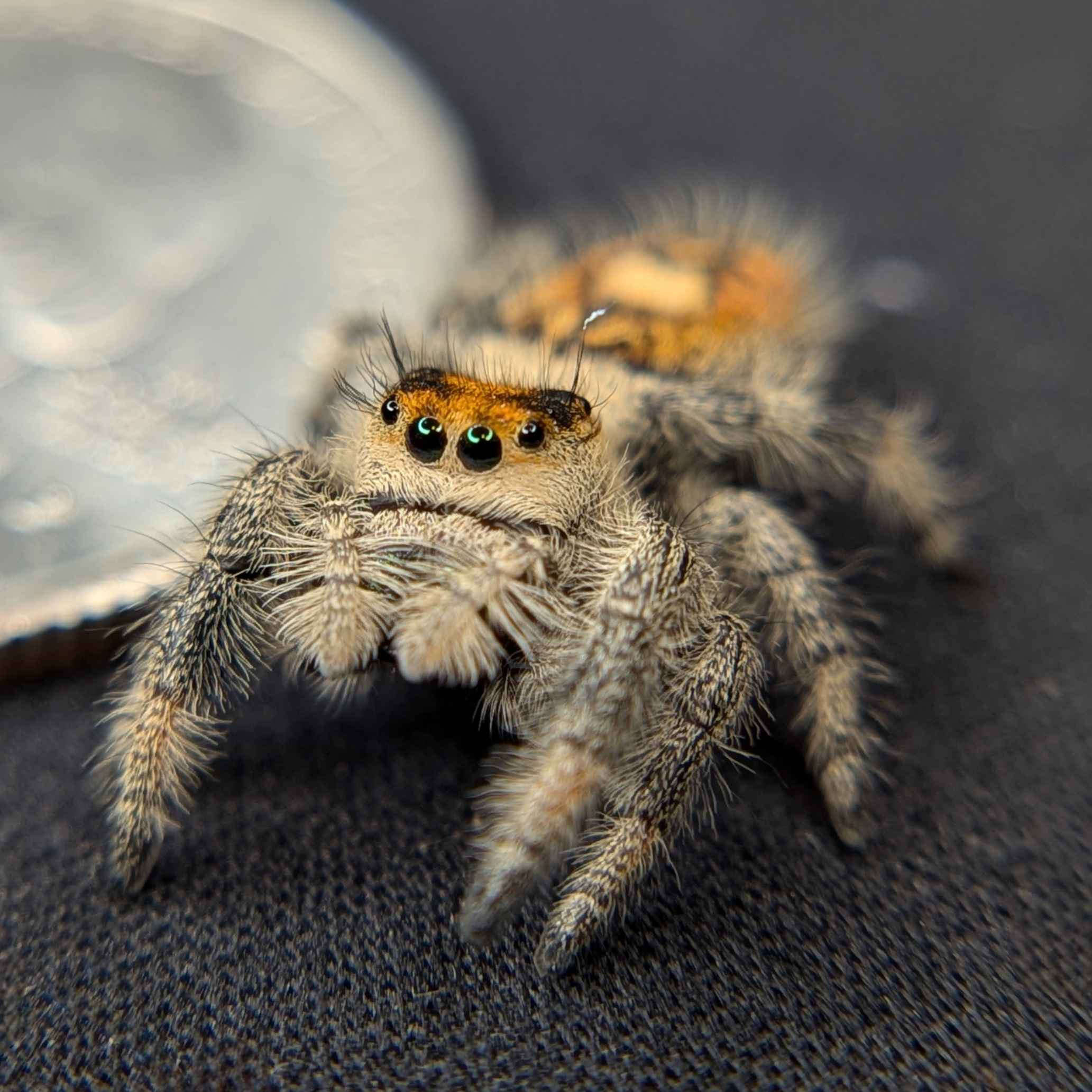 jumping spider for sale named juice, side view