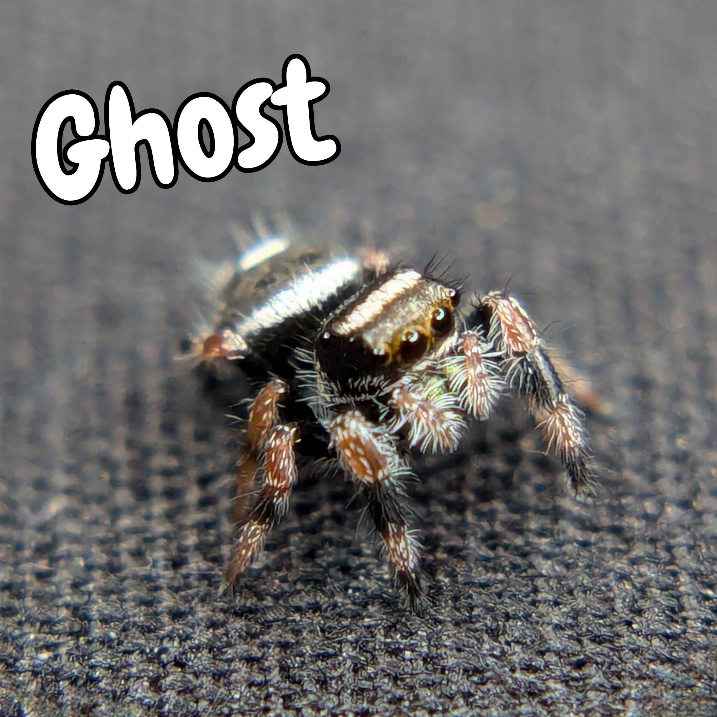 jumping spider for sale named ghost, front view