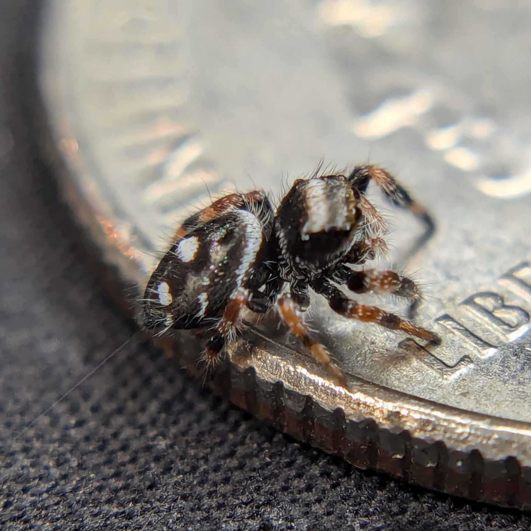 jumping spider for sale named ghost, back view