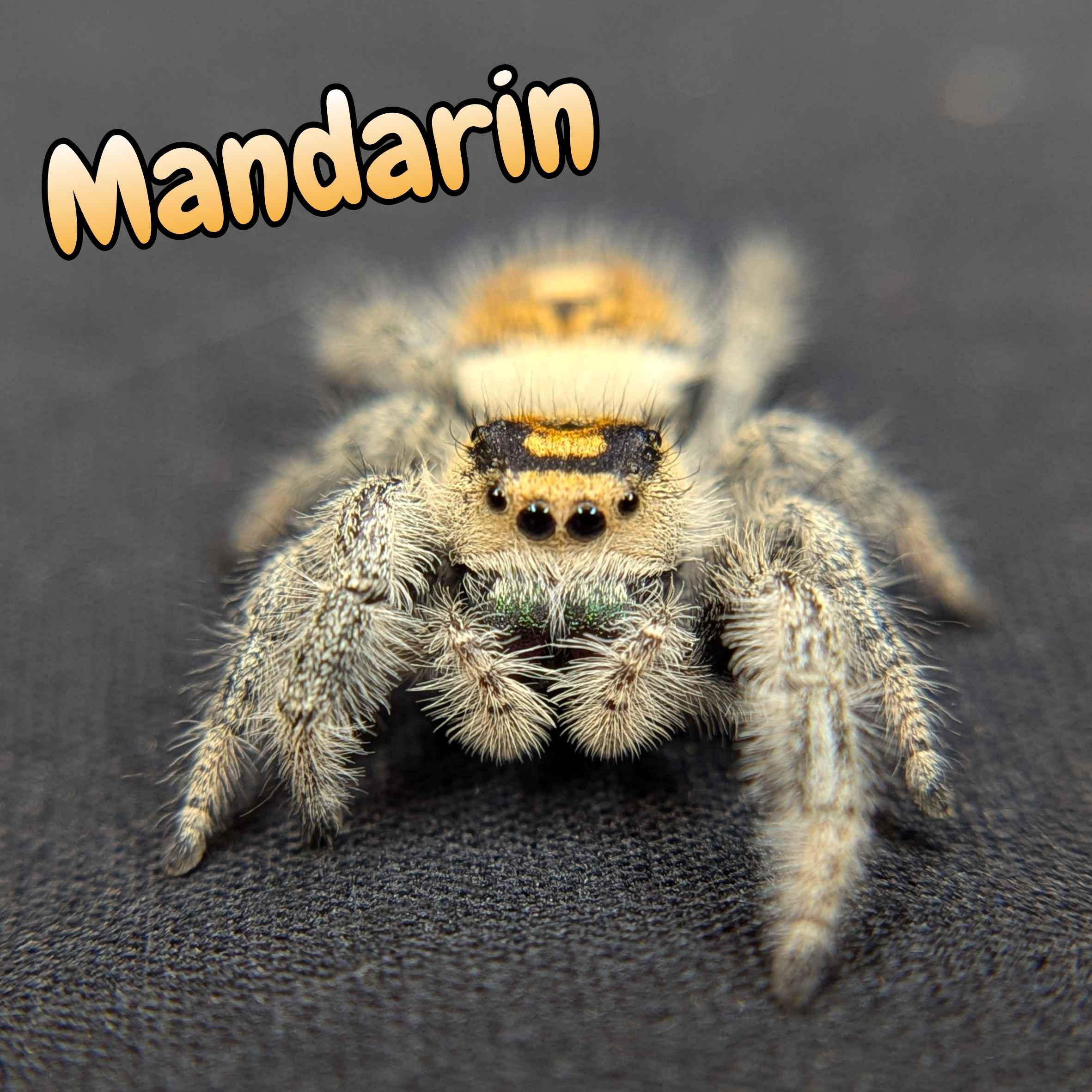 jumping spider for sale named mandarin, front view