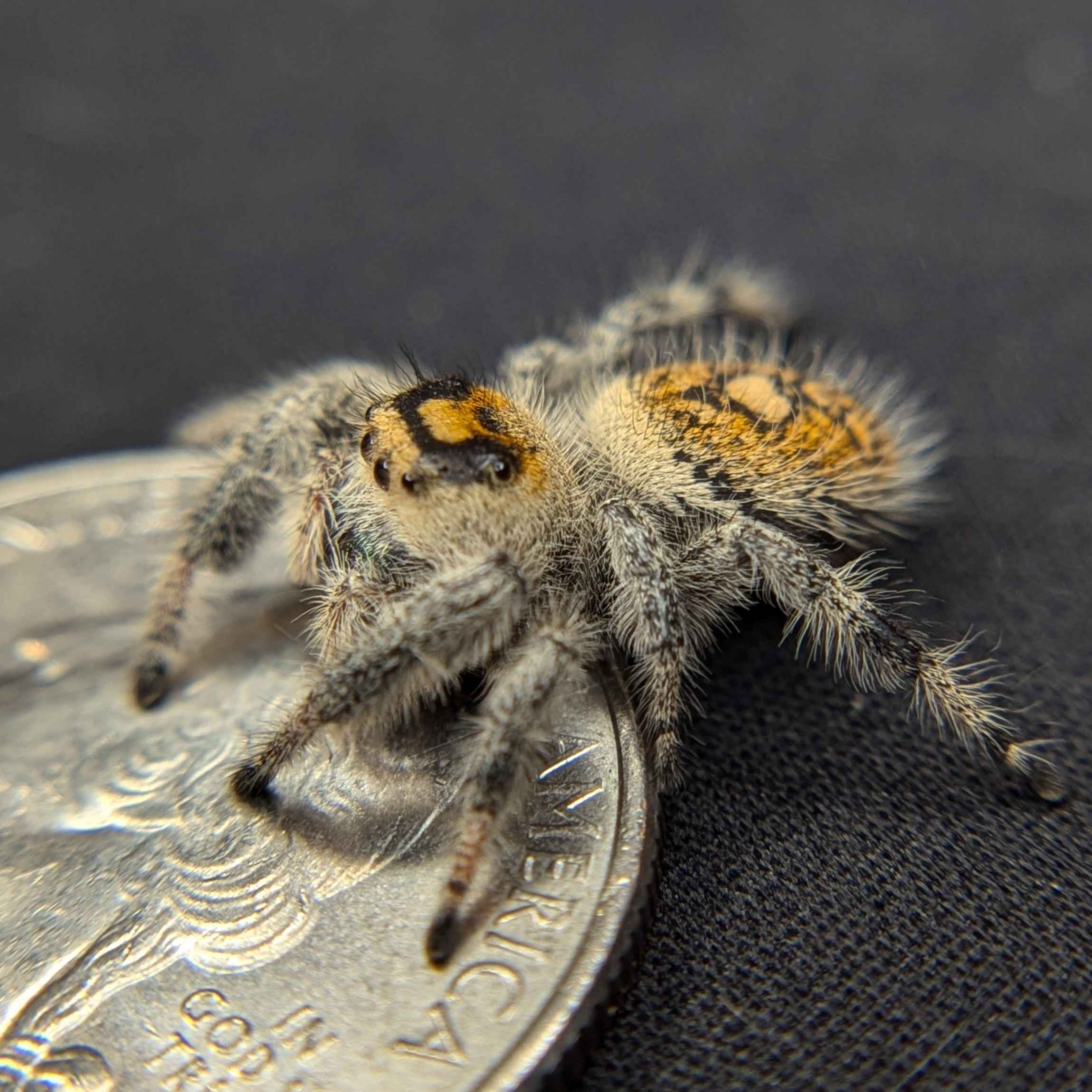 jumping spider for sale named mandarin, back view