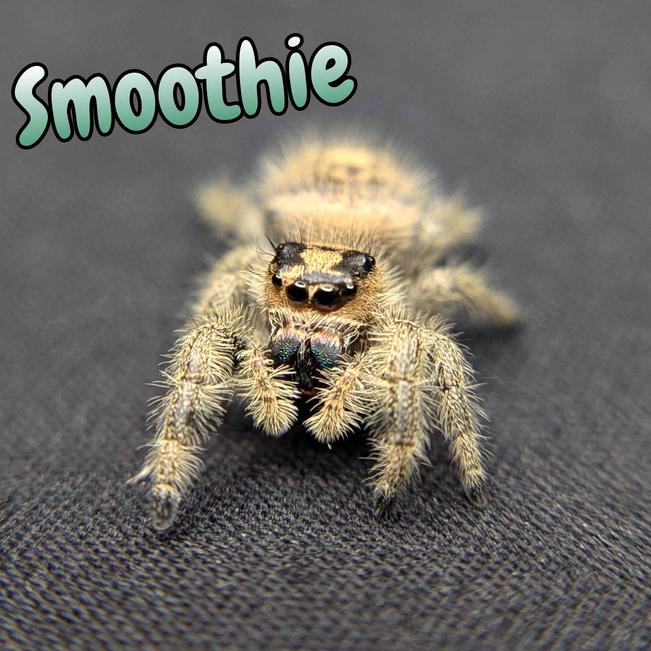 jumping spider for sale named smoothie, front view