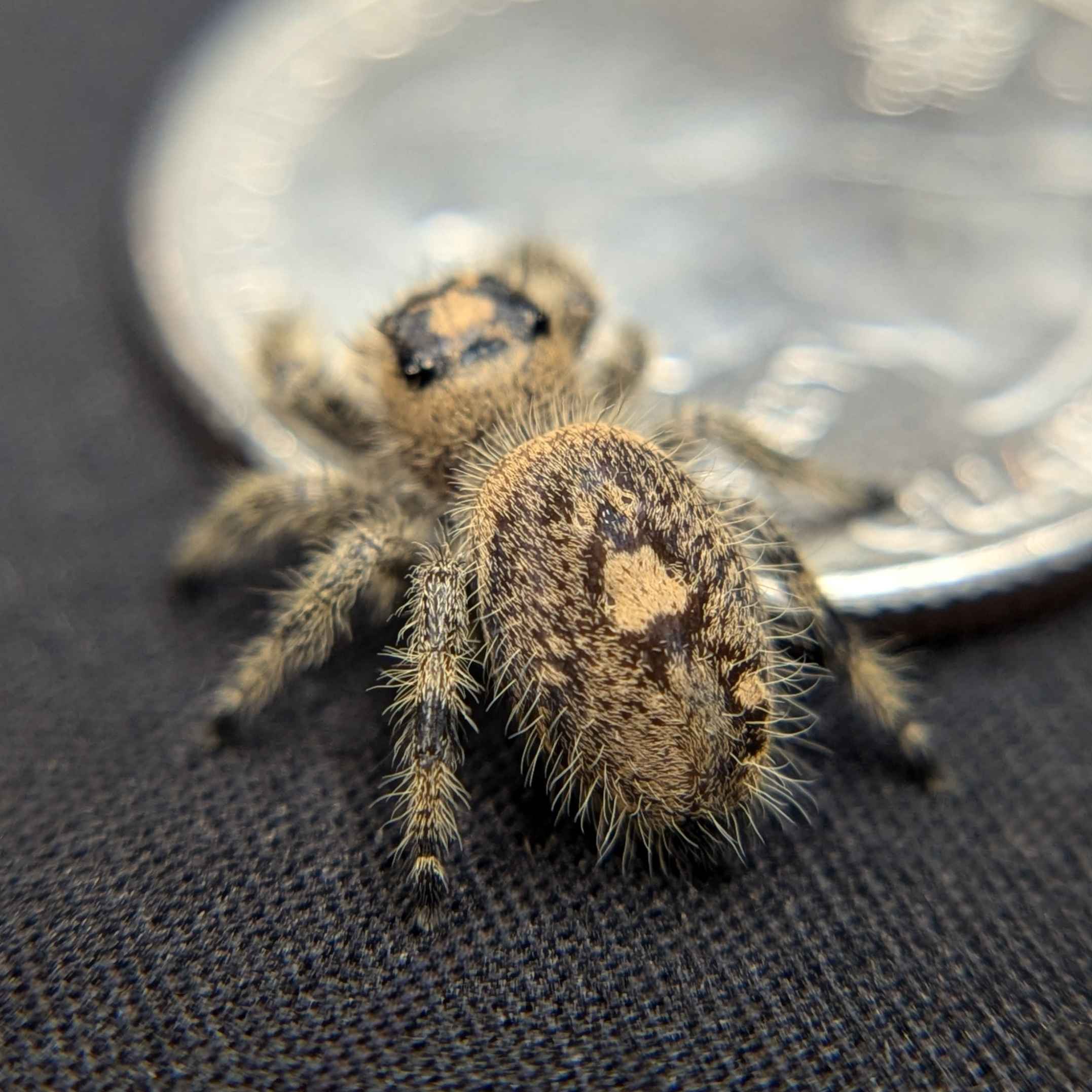 jumping spider for sale named smoothie, back view