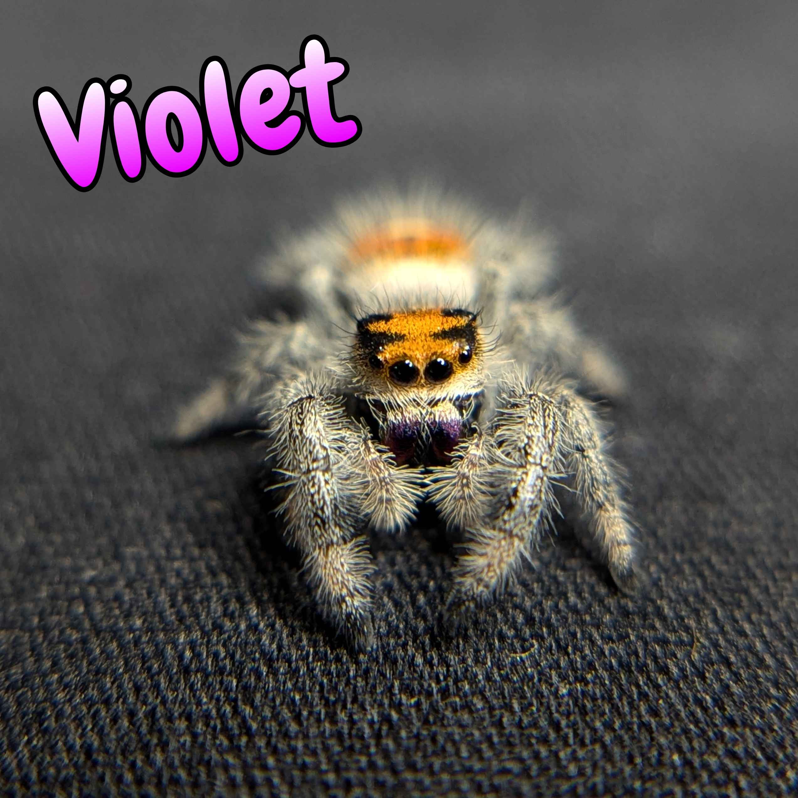 jumping spider for sale violet, front view