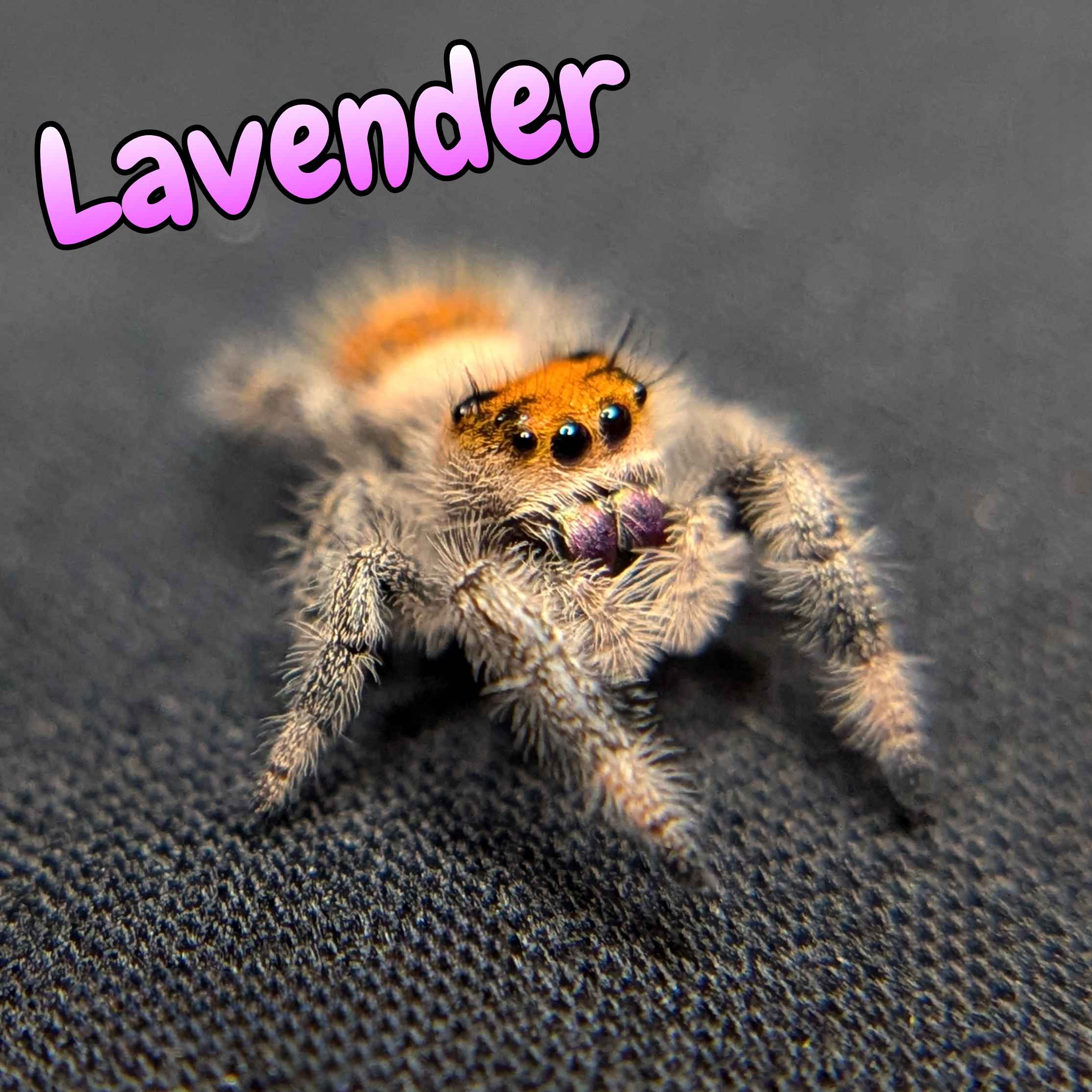 jumping spider for sale lavender, front view