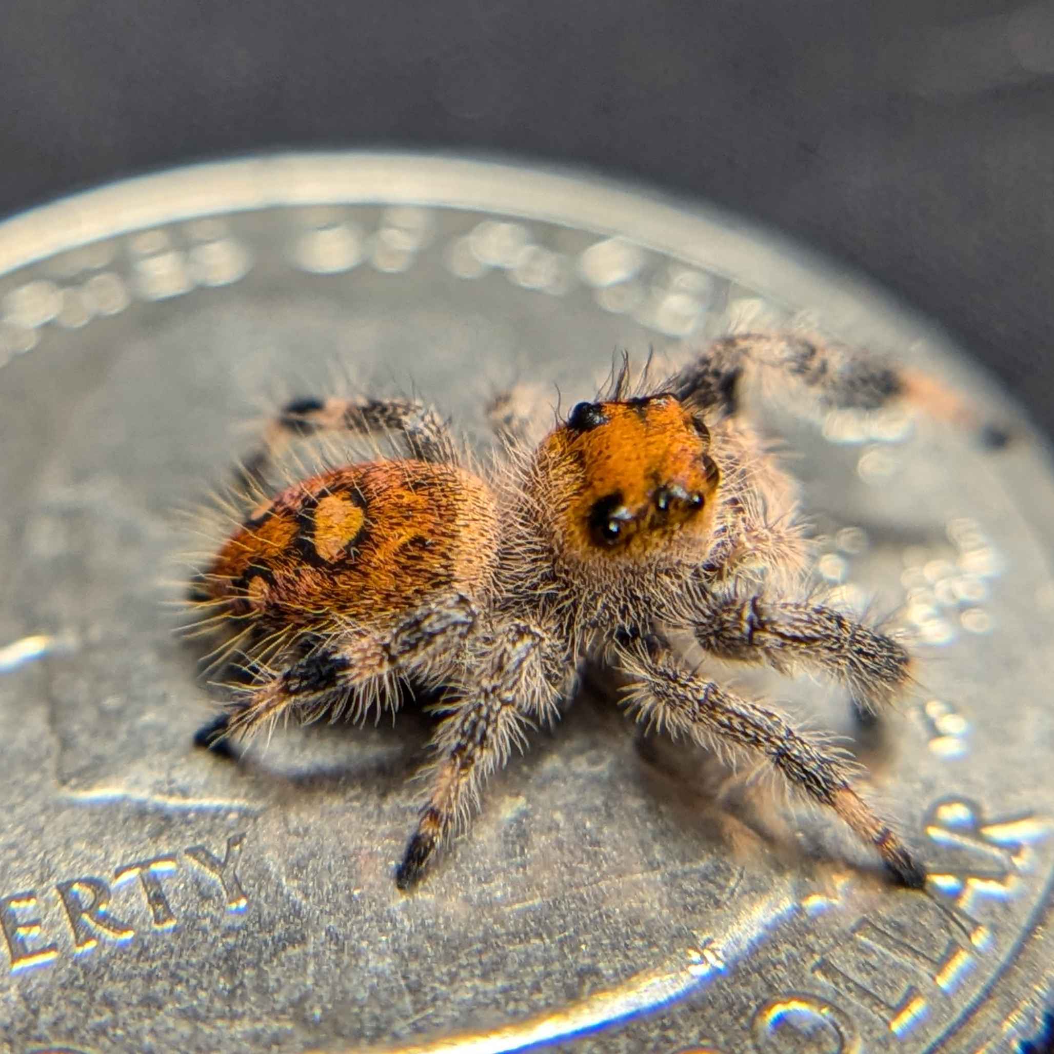 jumping spider for sale lavender, back view