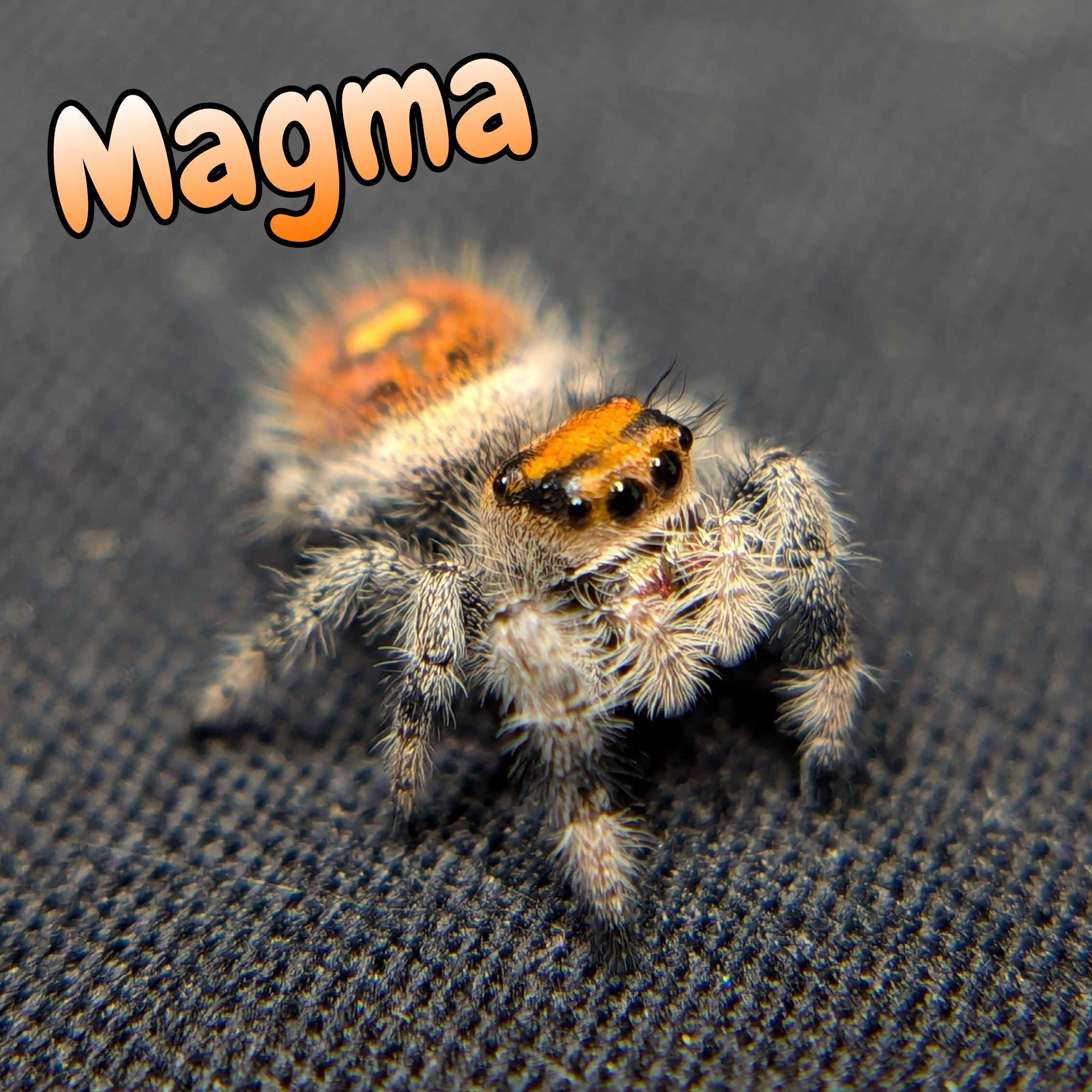 jumping spider for sale named magma, front view