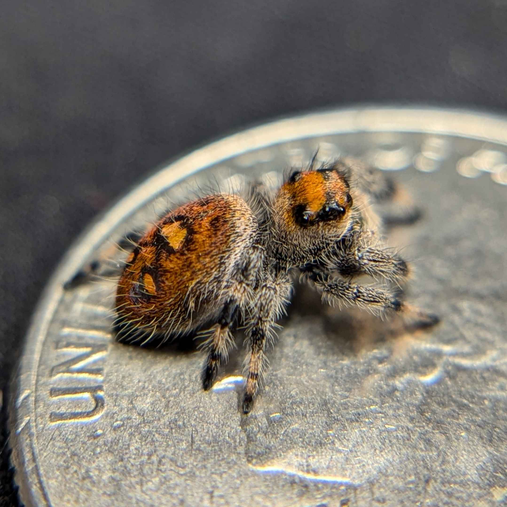 jumping spider for sale named magma, back view