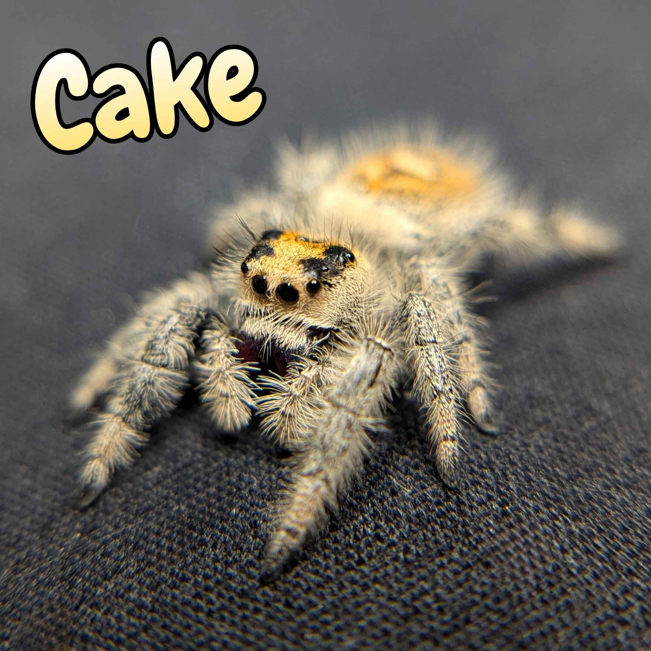 jumping spider for sale named cake, front view