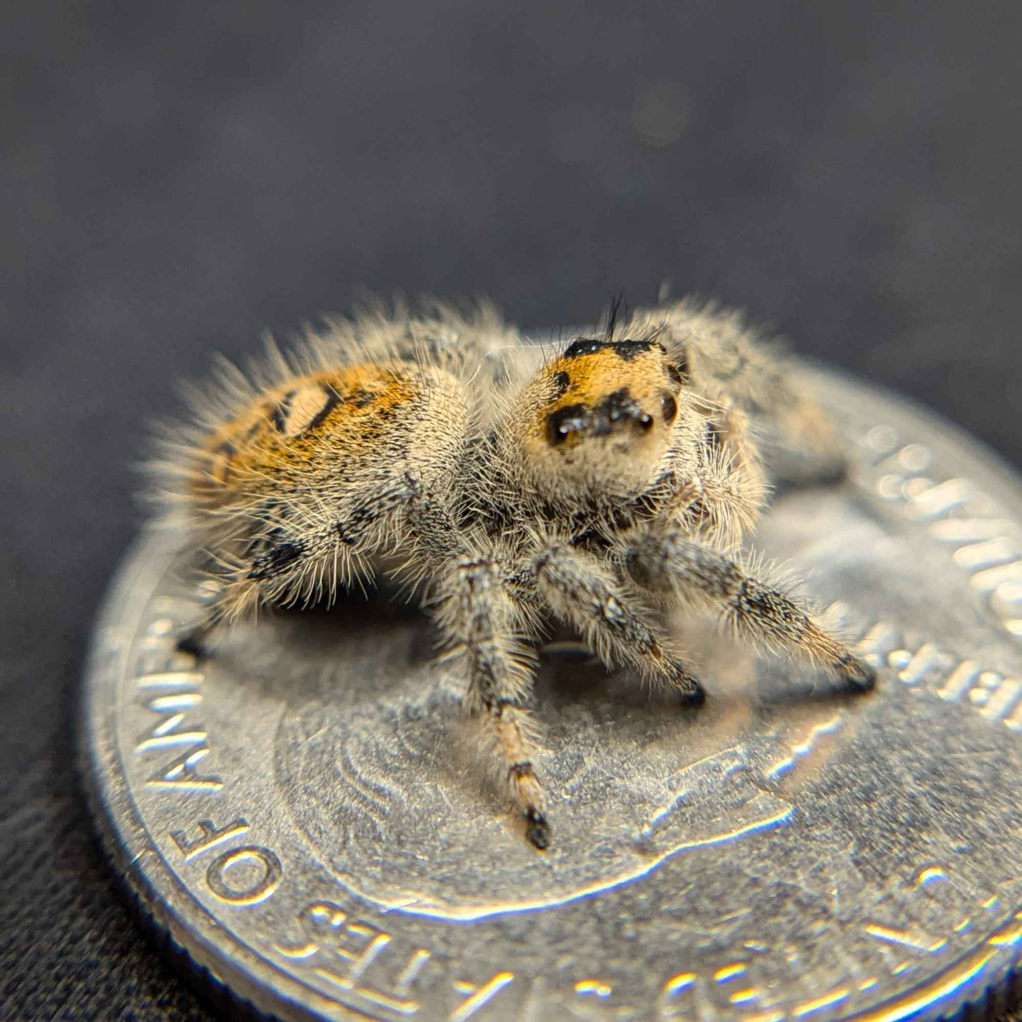 jumping spider for sale named cake, back view