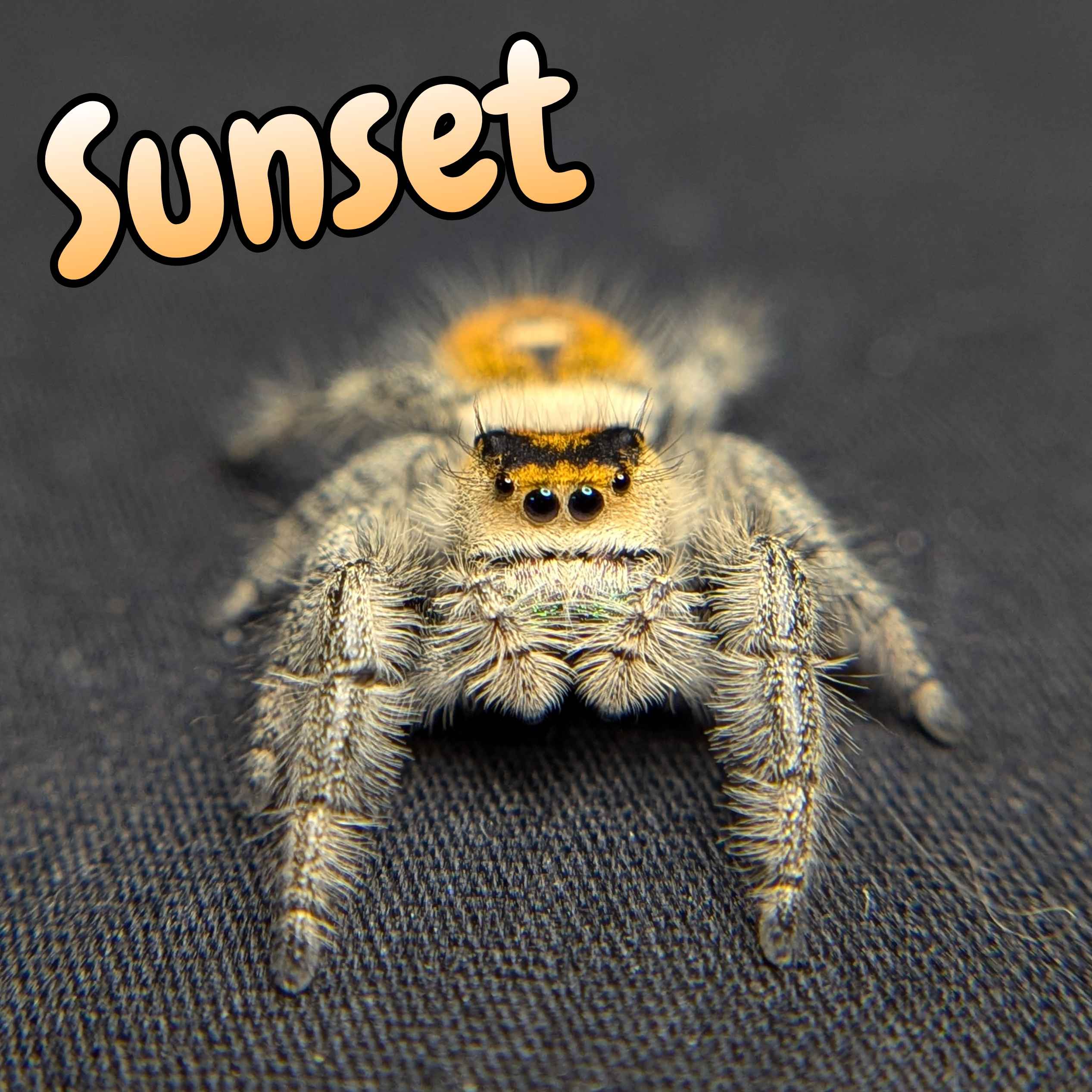 jumping spider for sale named sunset, front view