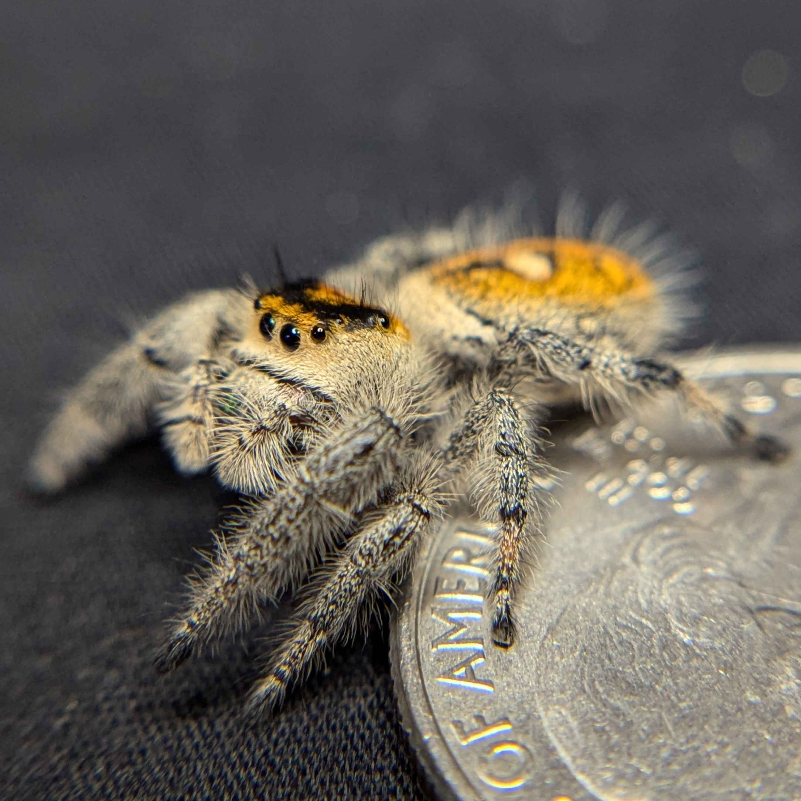 jumping spider for sale named sunset, back view