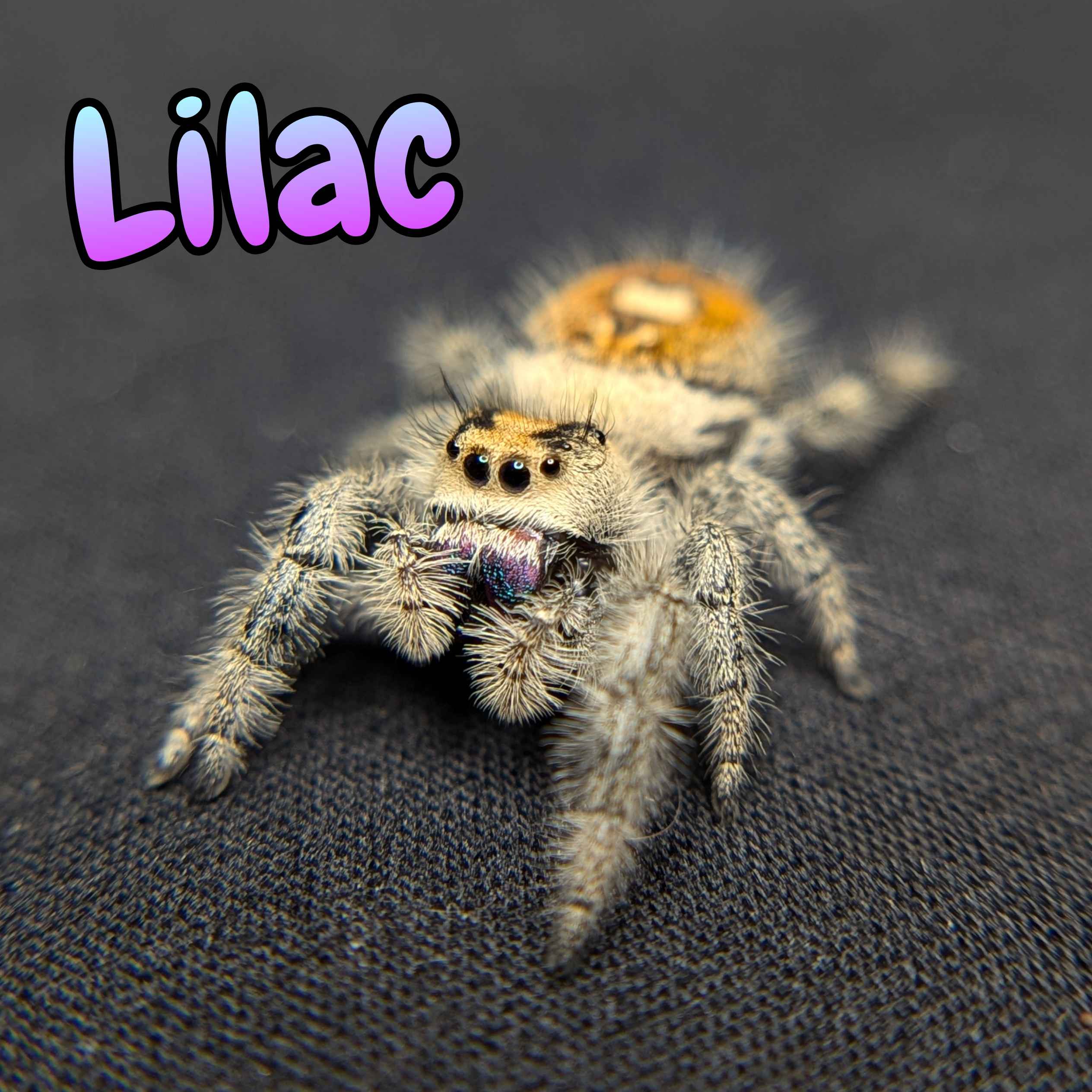 Regal Jumping Spider For Sale, Lilac, Front View