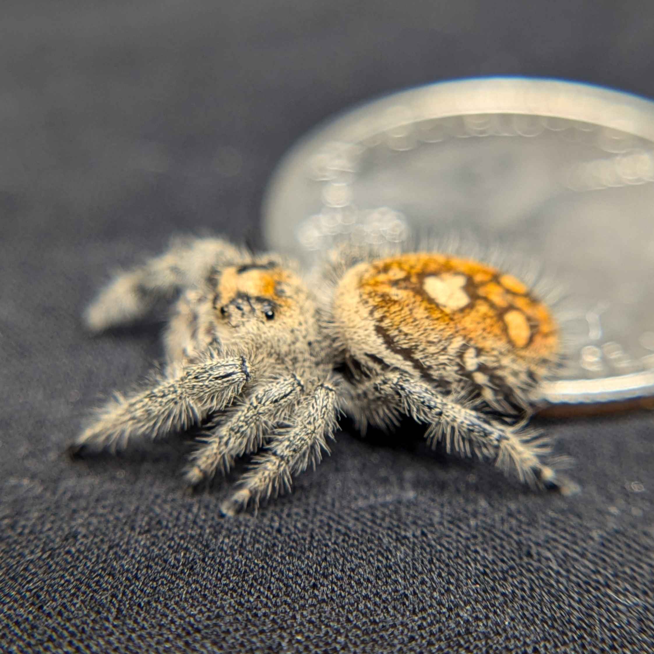 Regal Jumping Spider For Sale, Lilac, Back View