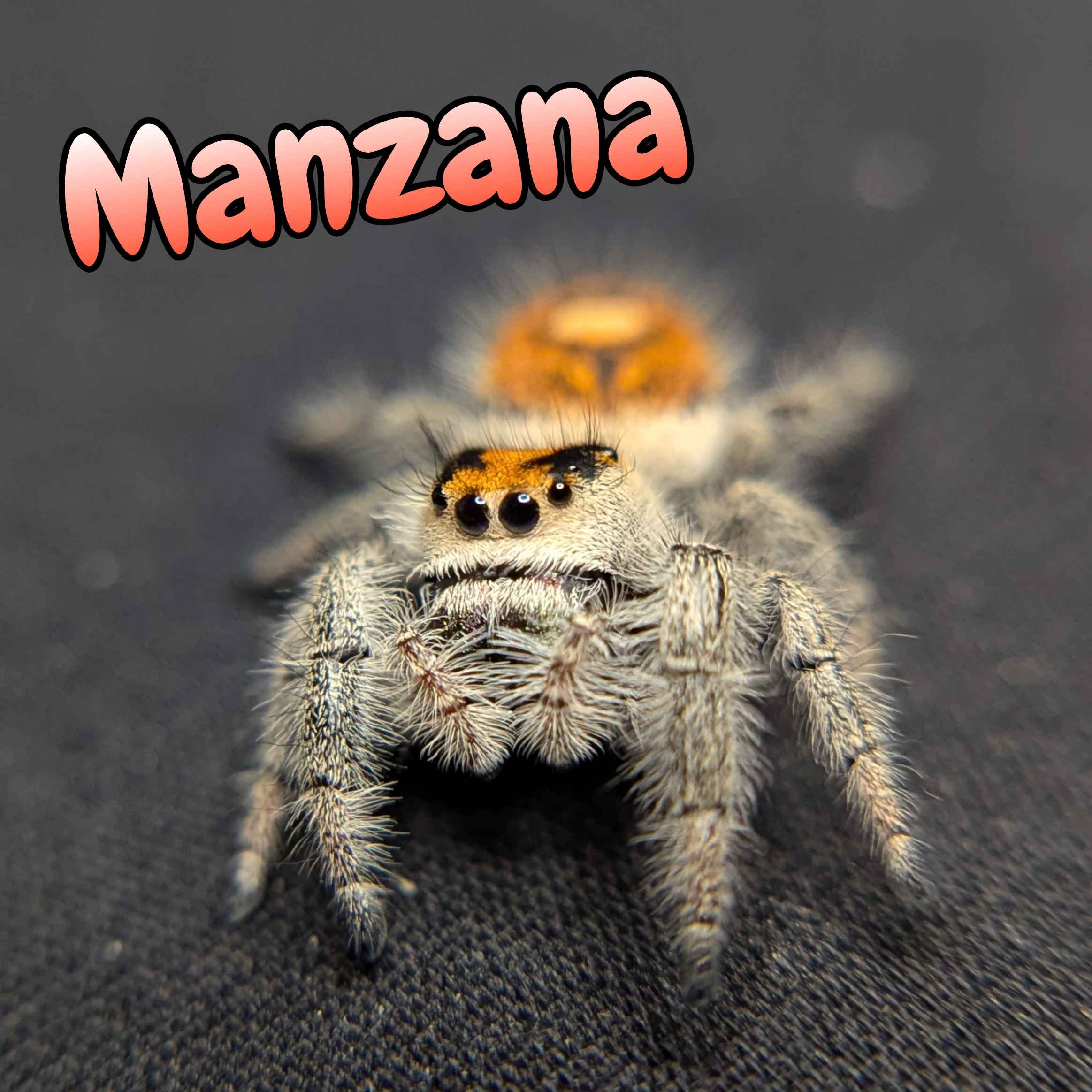 jumping spider for sale manzana, front view