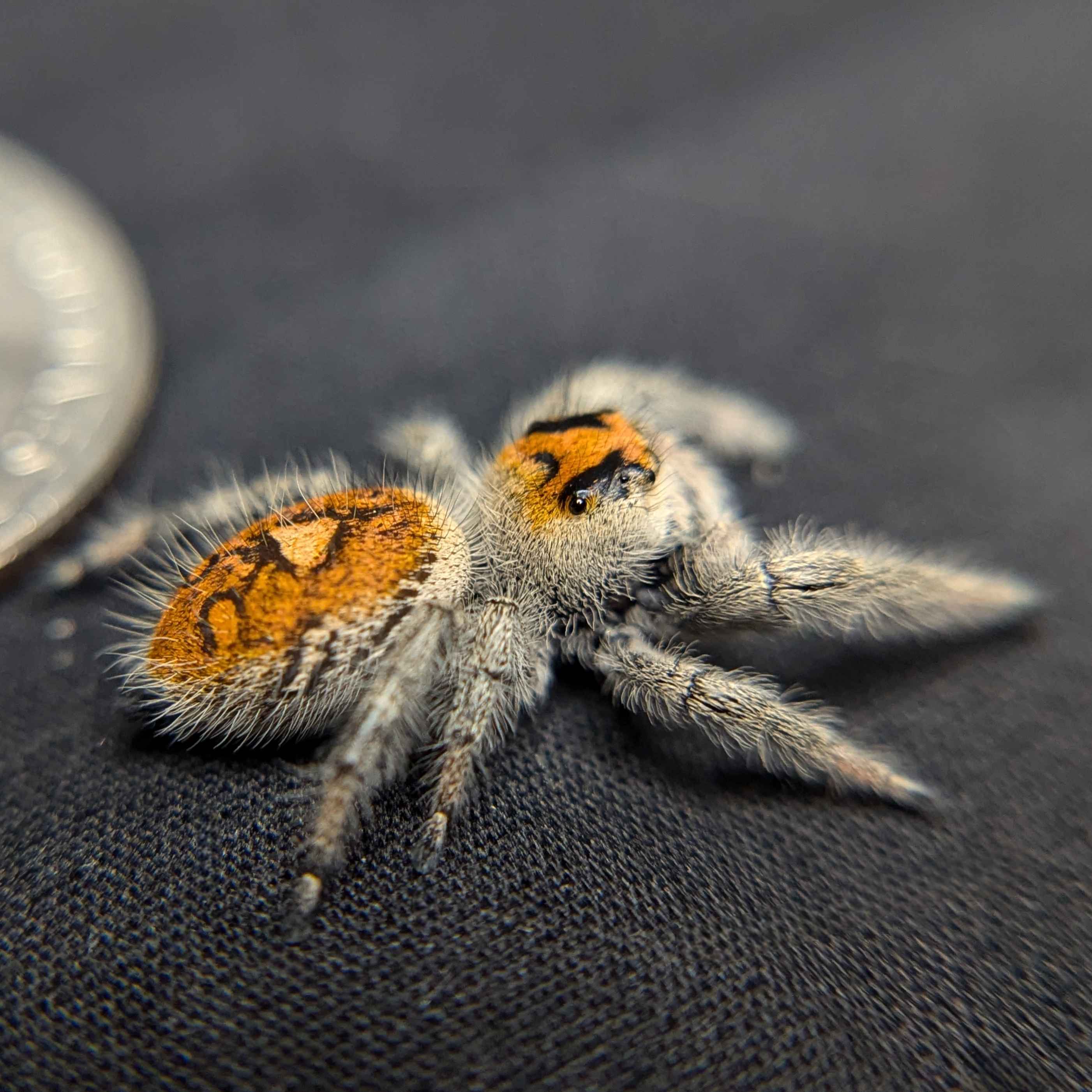 jumping spider for sale manzana, back view