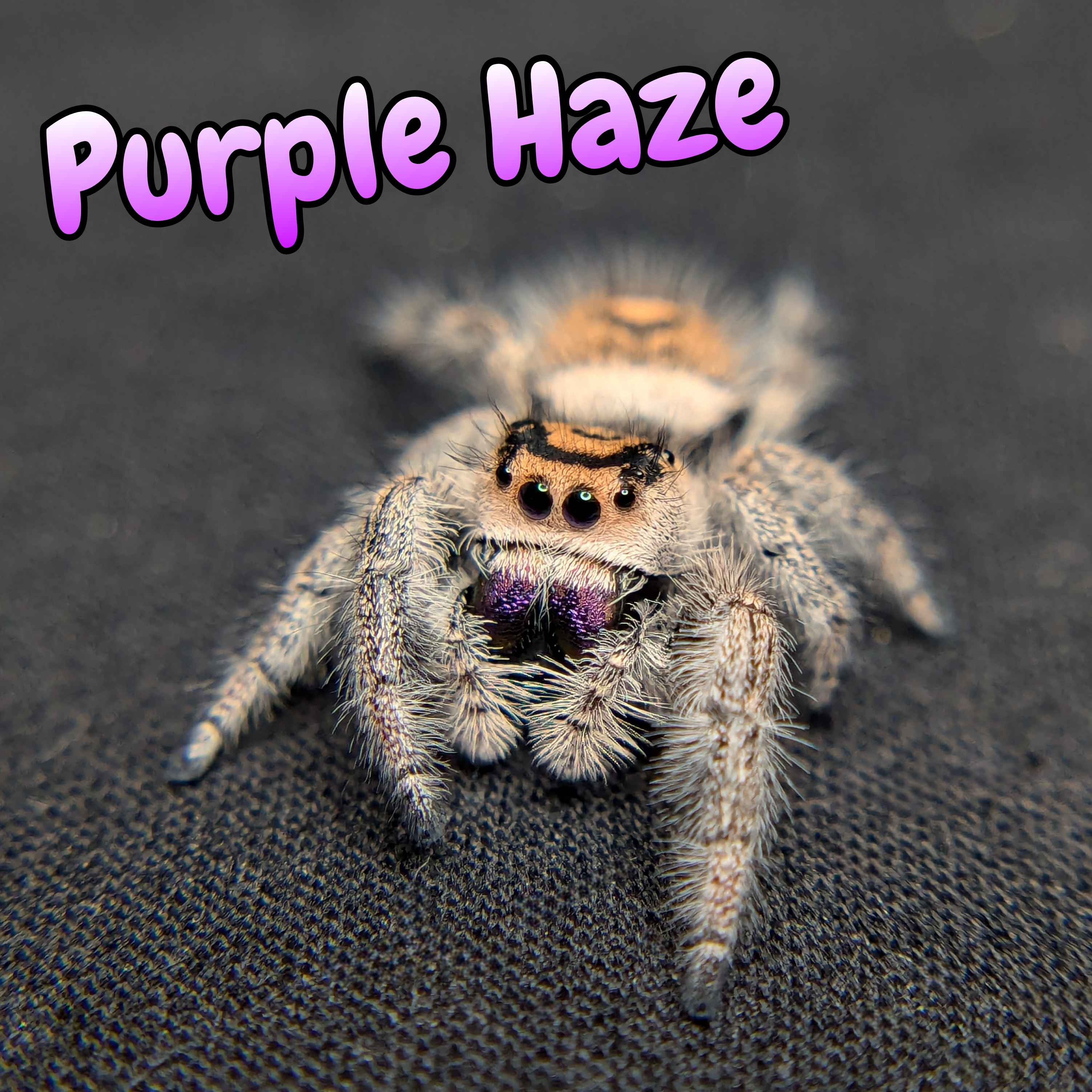 jumping spider for sale, purple haze, front view