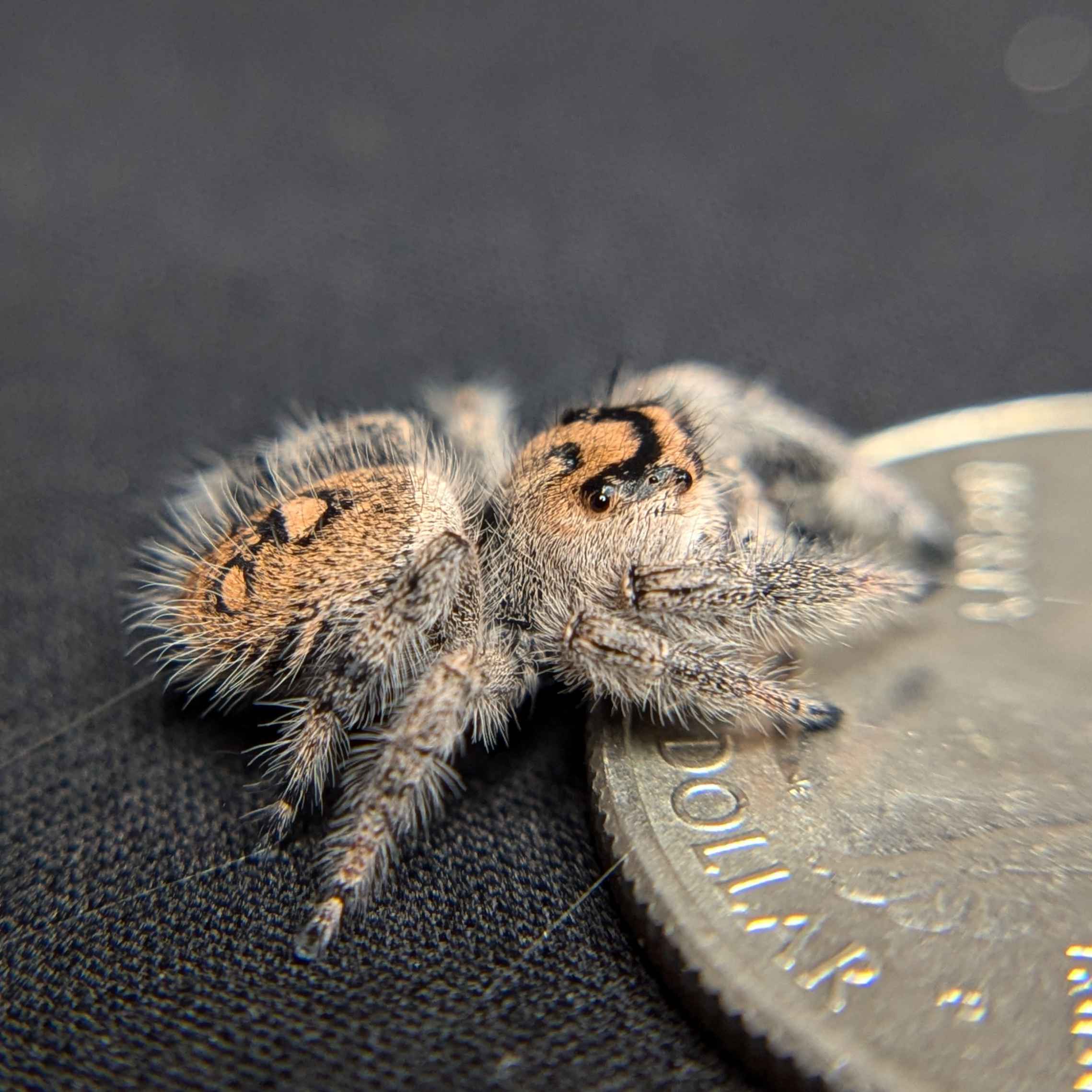 jumping spider for sale purple haze, back view