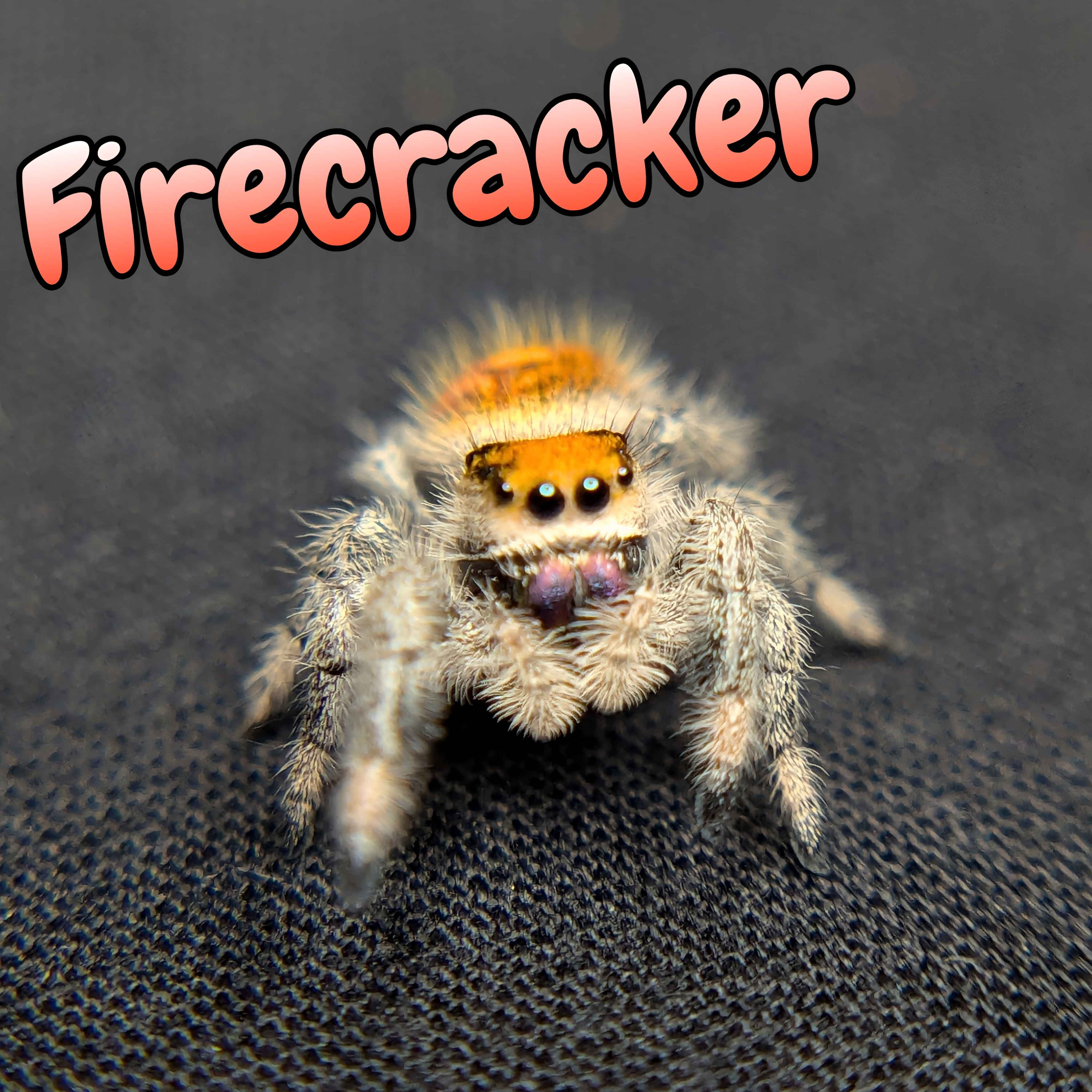 jumping spider for sale firecracker, front view