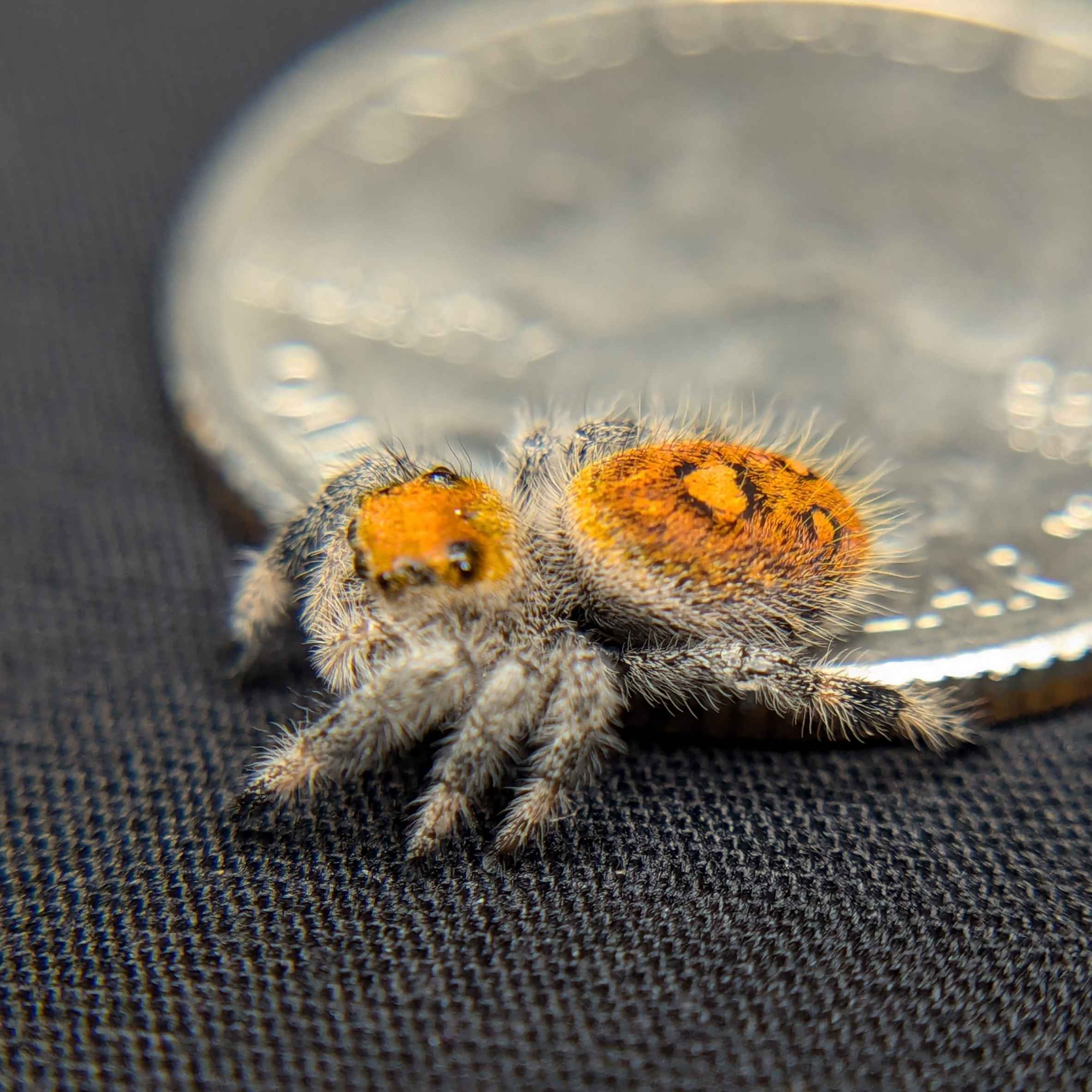 jumping spider for sale named firecracker, back view