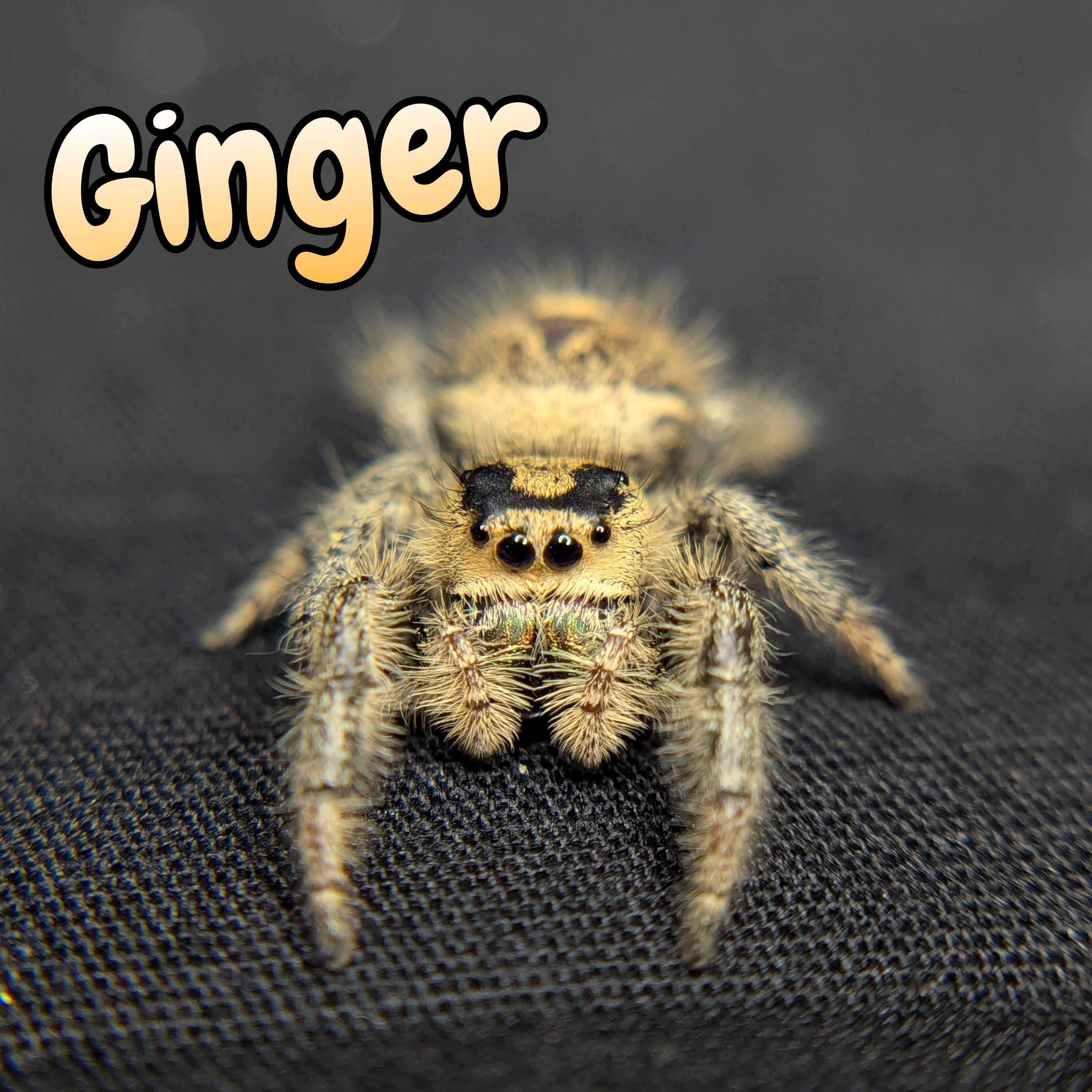 jumping spider for sale named ginger, front view