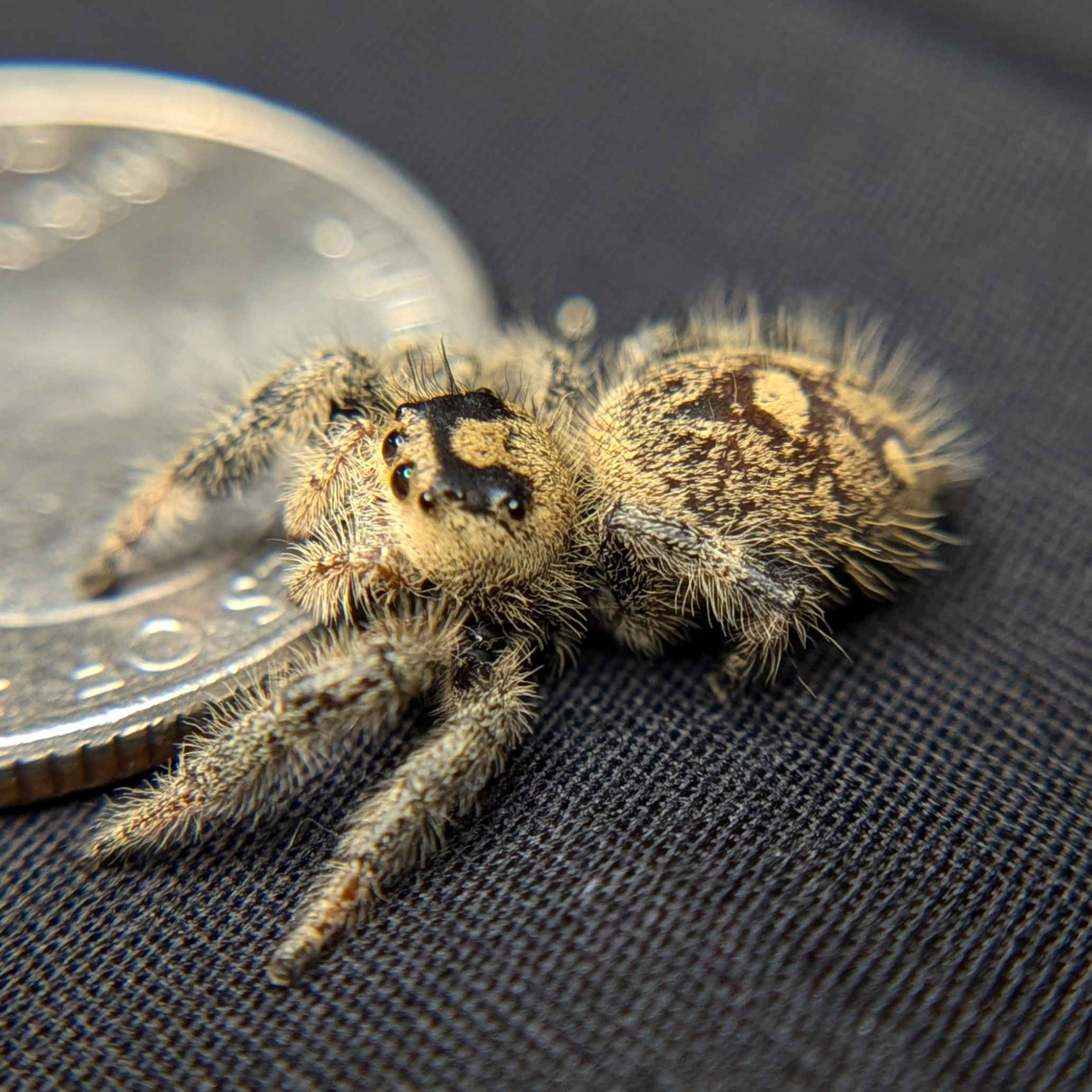 jumping spider for sale ginger, back view