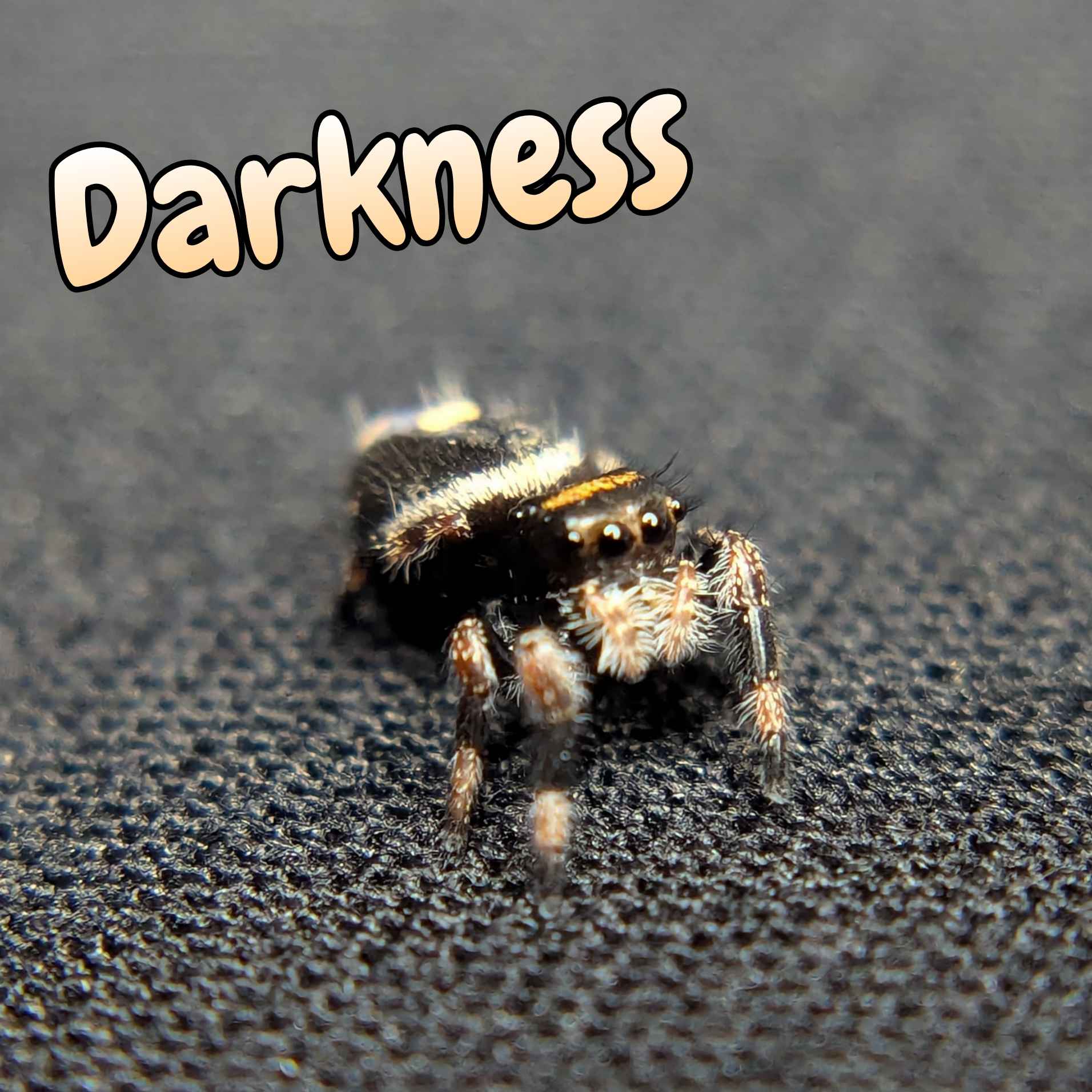 jumping spider for sale, darkness, front view