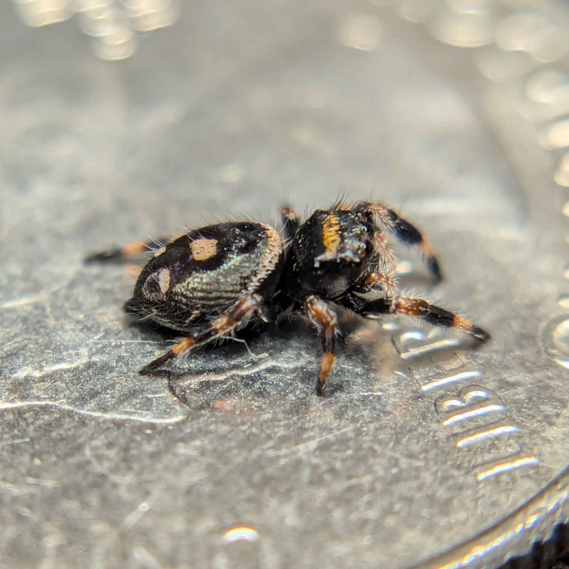 jumping spider for sale, darkness, back view