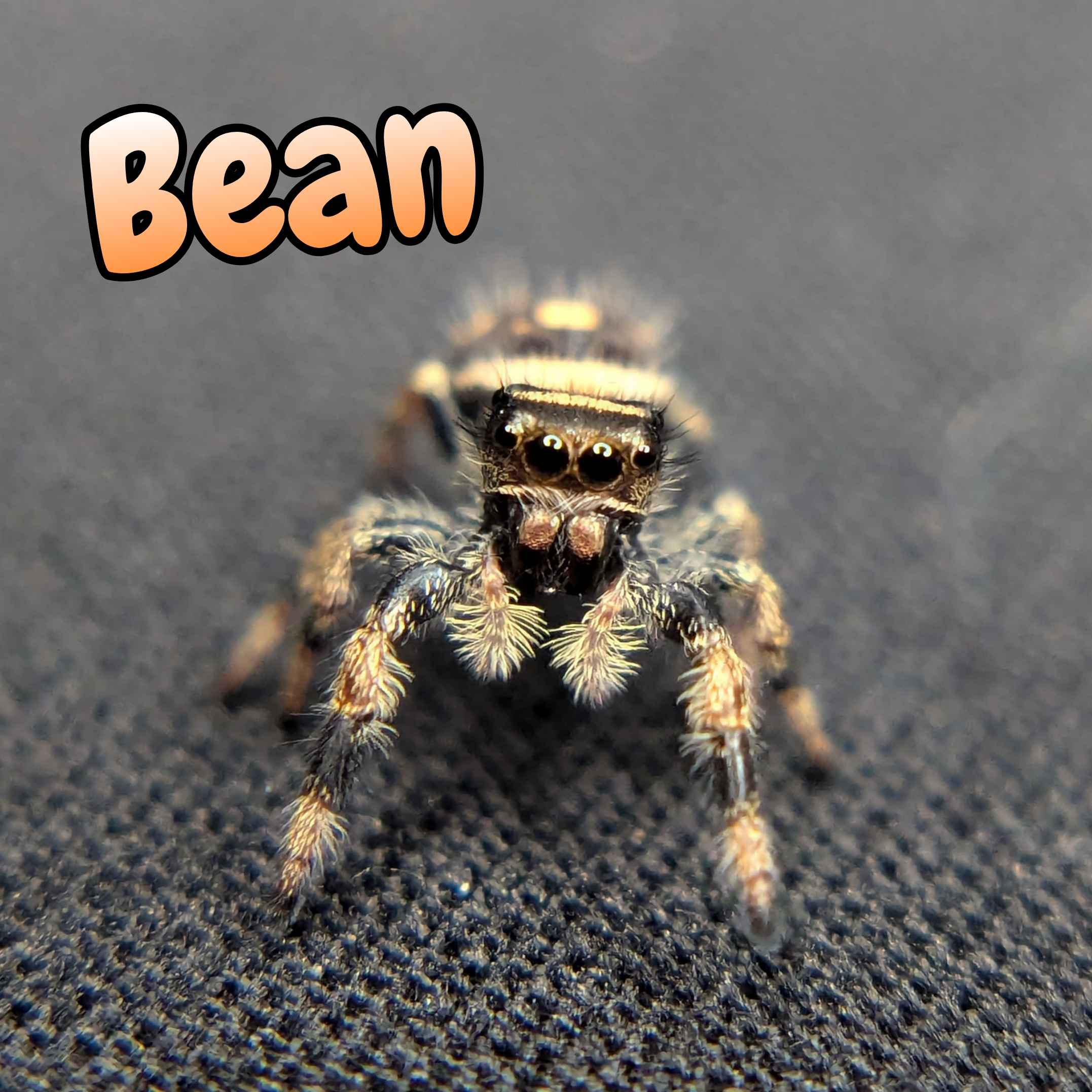 jumping spider for sale, bean, front view