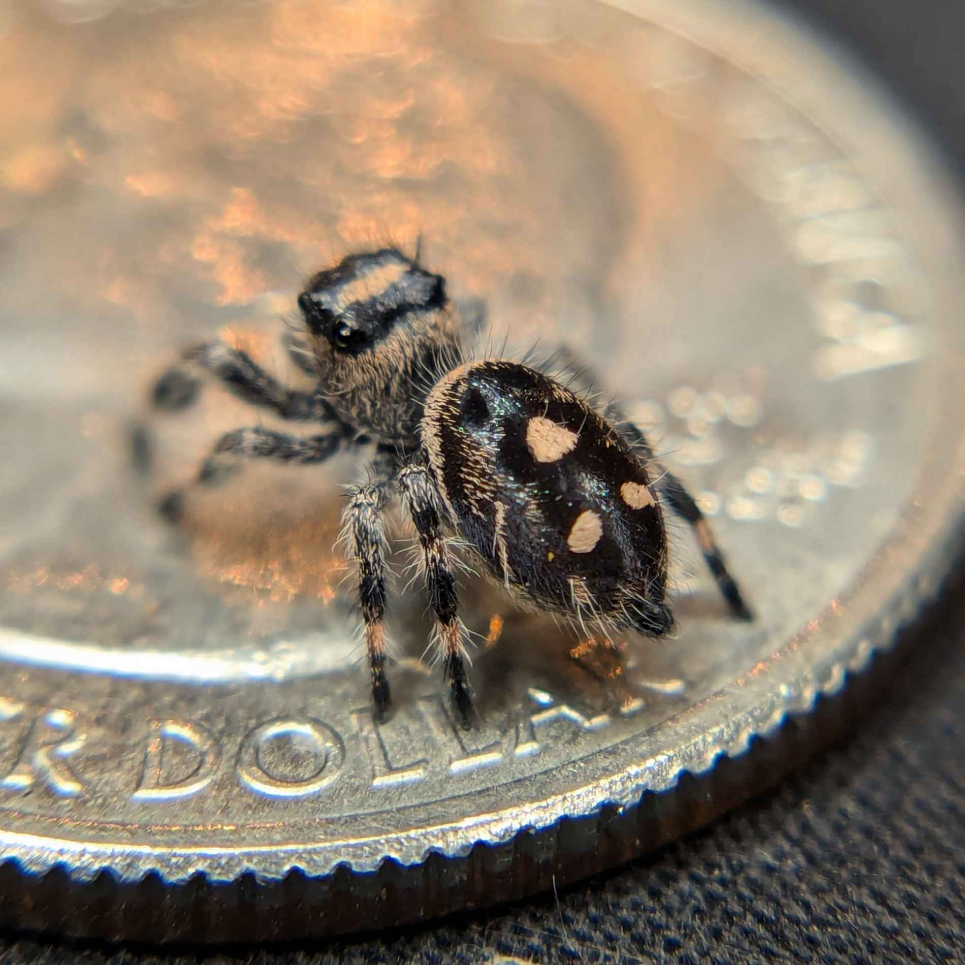 jumping spider for sale, back view, bean