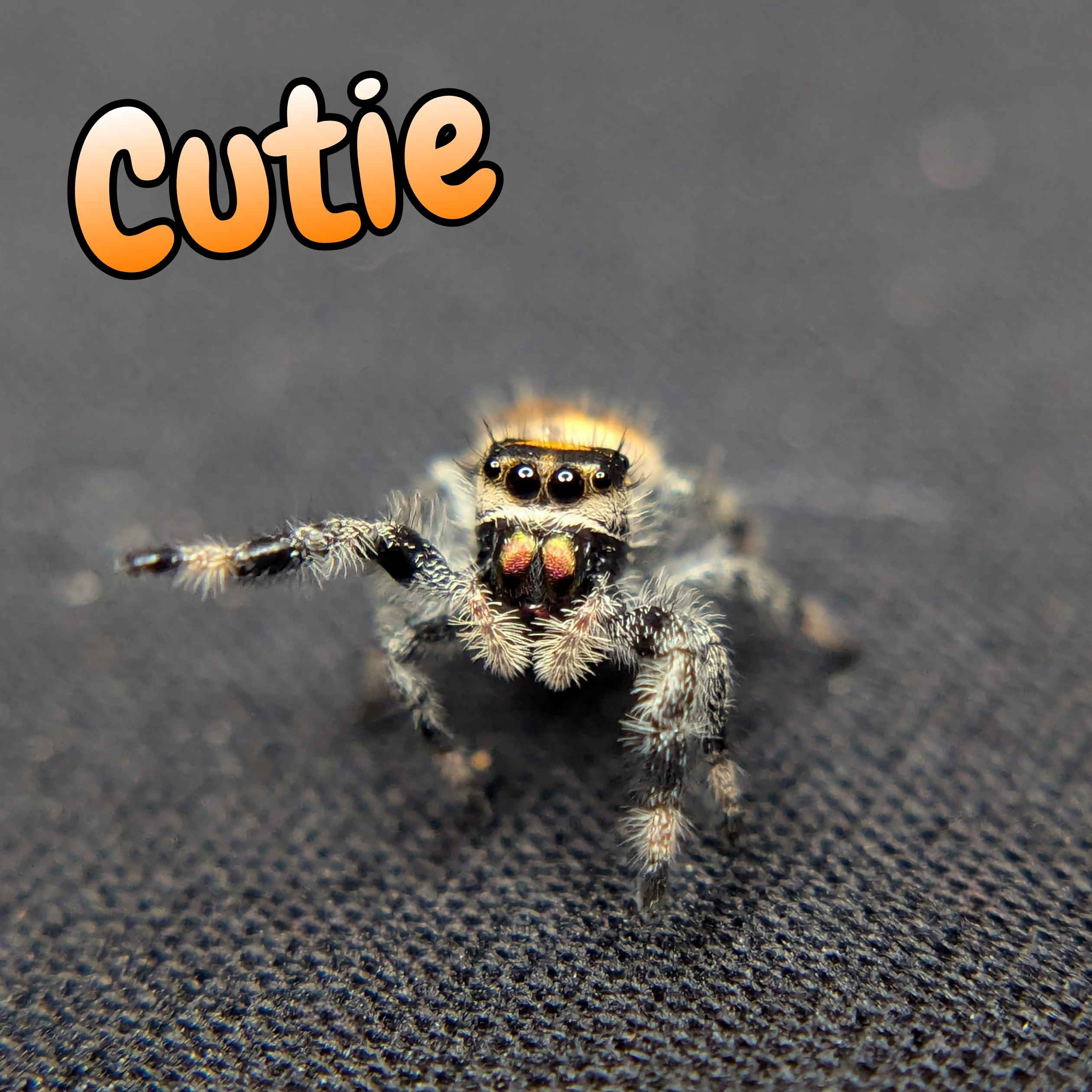 jumping spider for sale cutie, front view