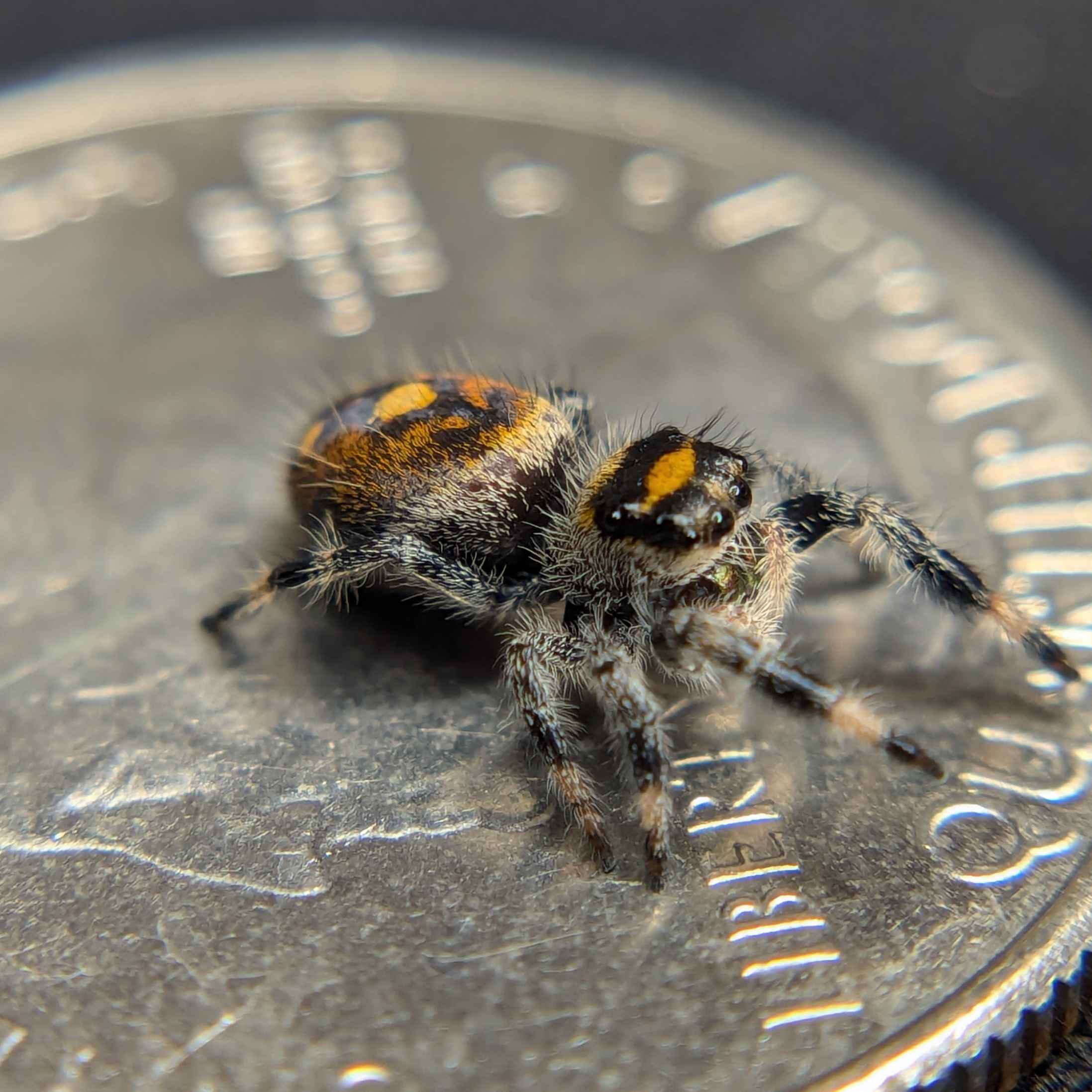 jumping spider for sale, cutie, back view