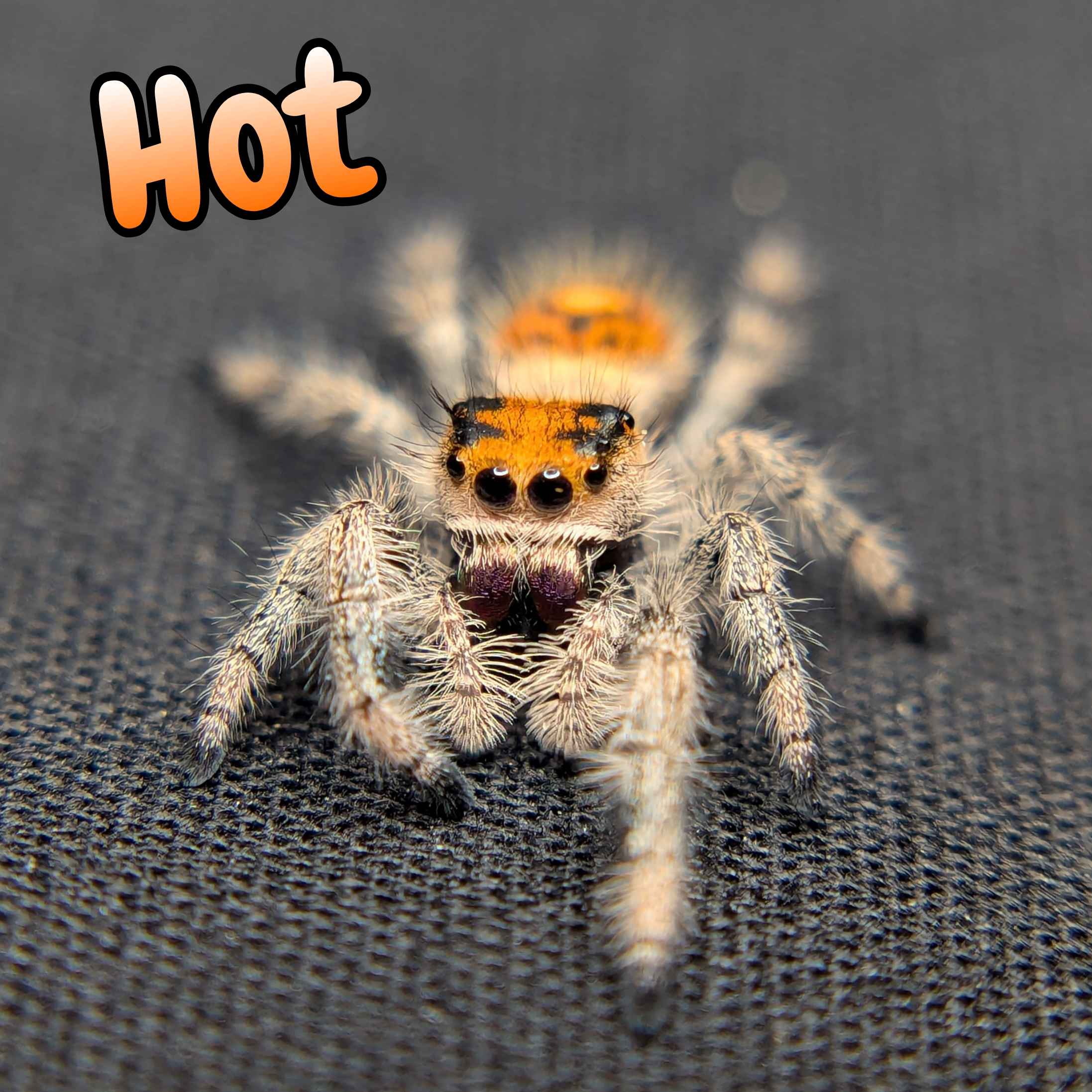 jumping spider for sale hot, front view